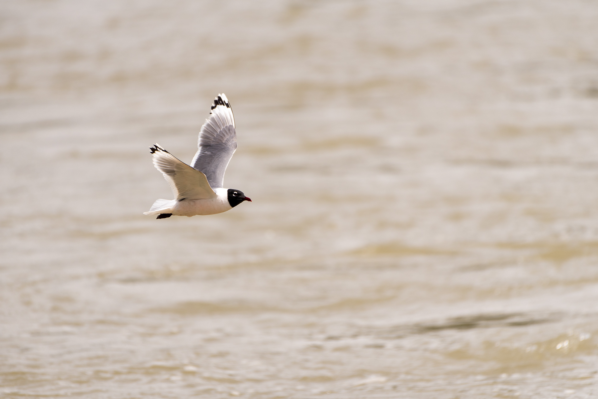 Franklin’s Gull, Fish Creek Wastewater Treatment Plant, Fish Creek Provincial Park, Bow River, Calgary, Alberta