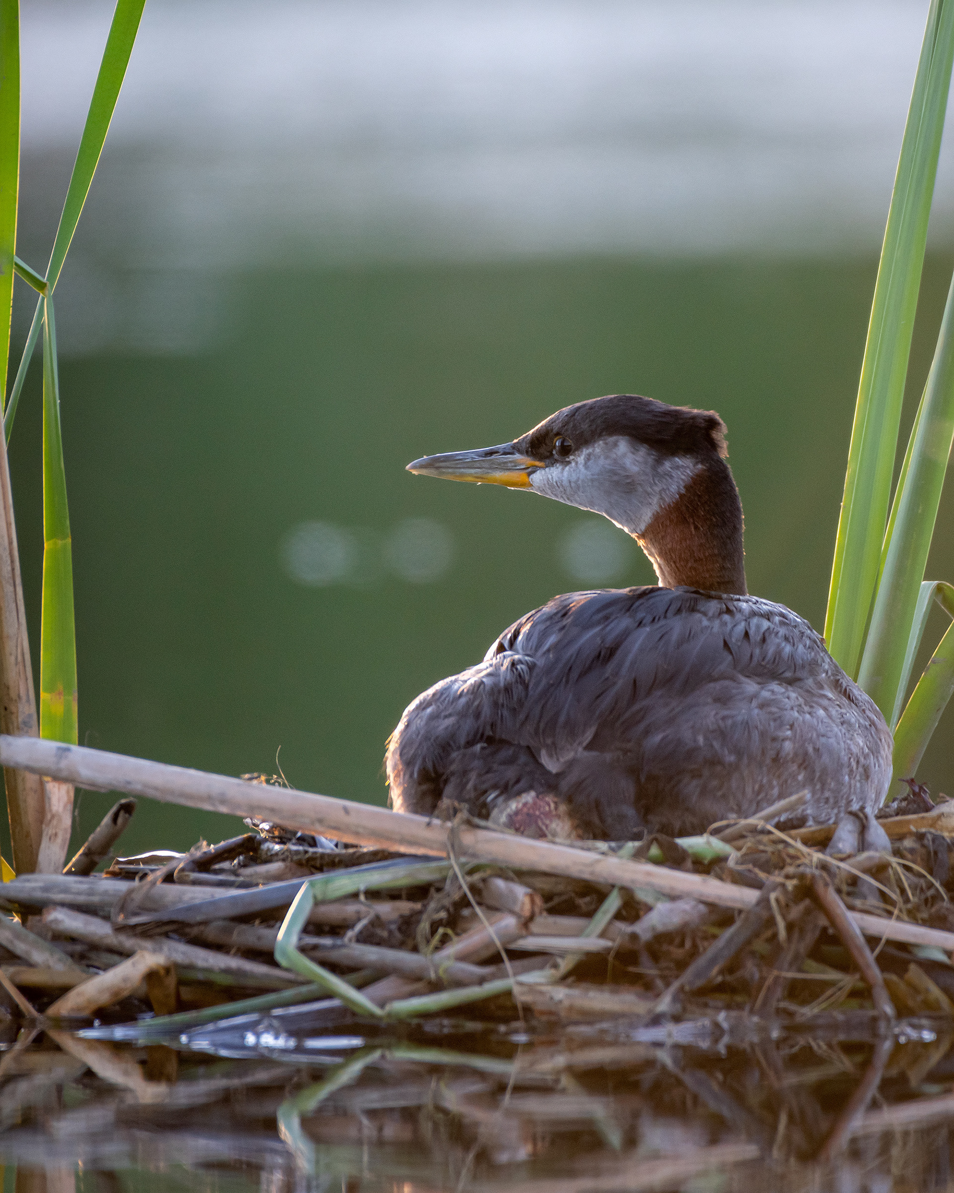 Red-necked Grebe, Marshall Springs ponds, Fish Creek Provincial Park, Calgary, AB