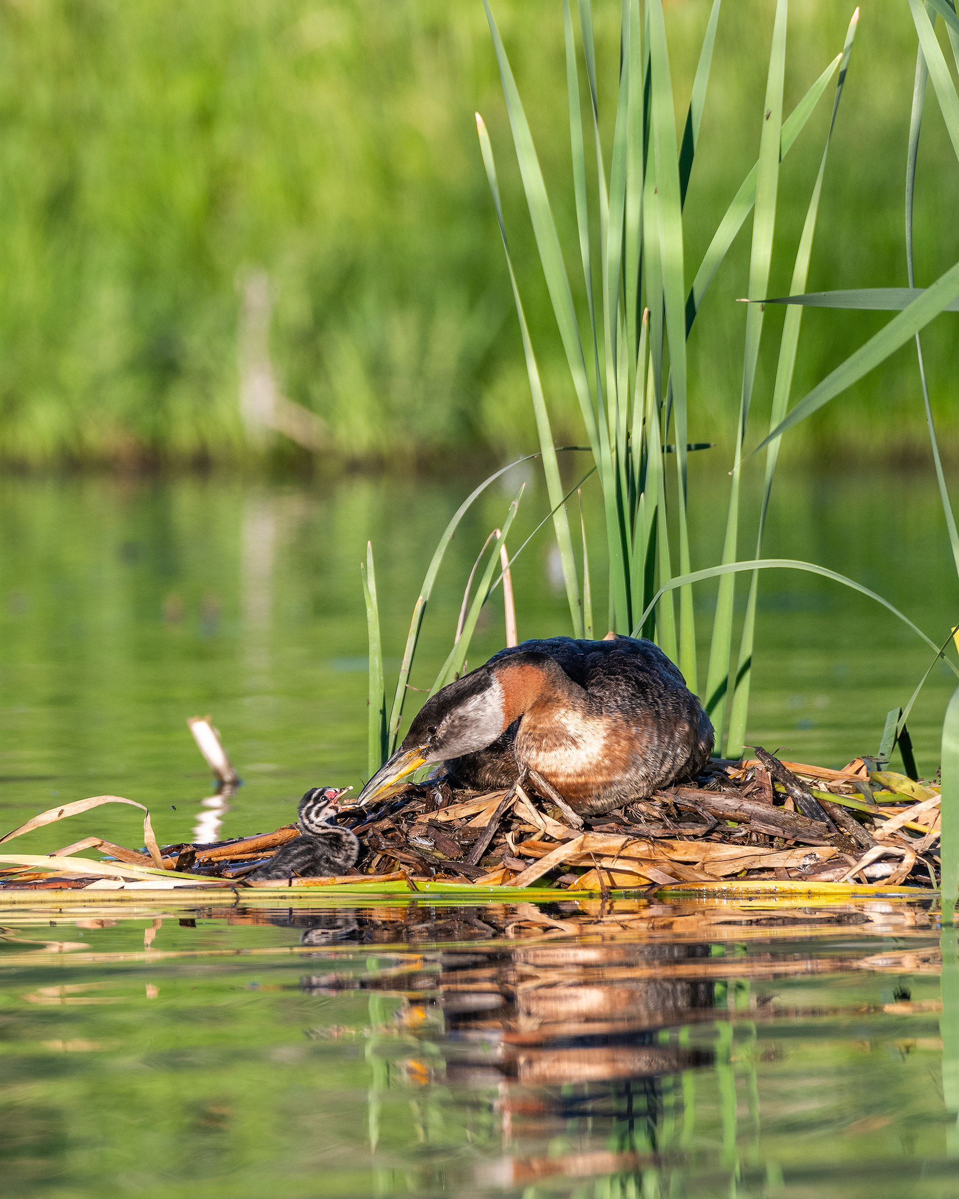 Red-necked Grebe (male), on his nest, interacting with a chick off to one side, Marshall Springs - Fish Creek Prov. Park, Calgary, AB