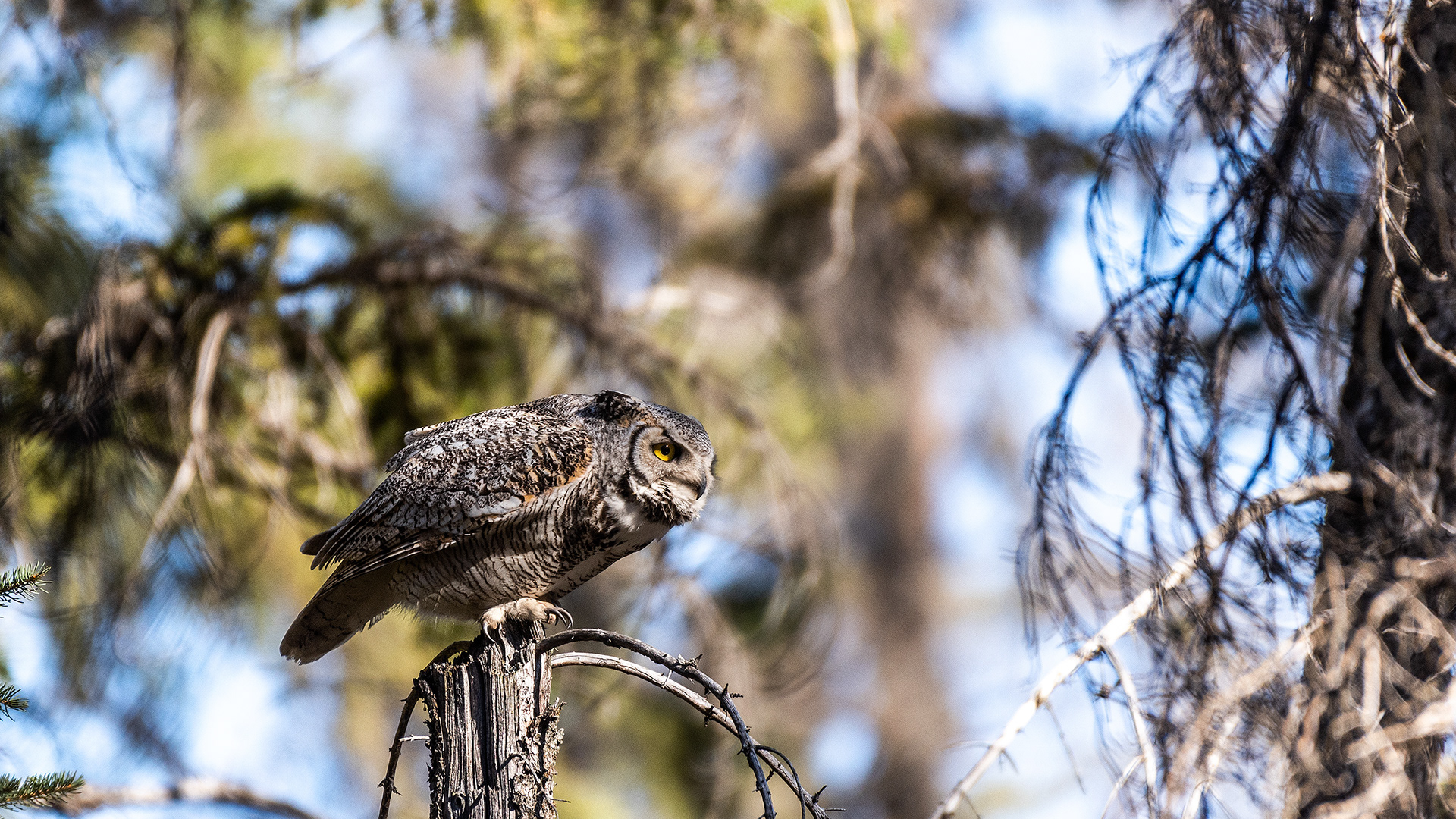 Great Horned Owl near Marshall Springs in Fish Creek Provincial Park