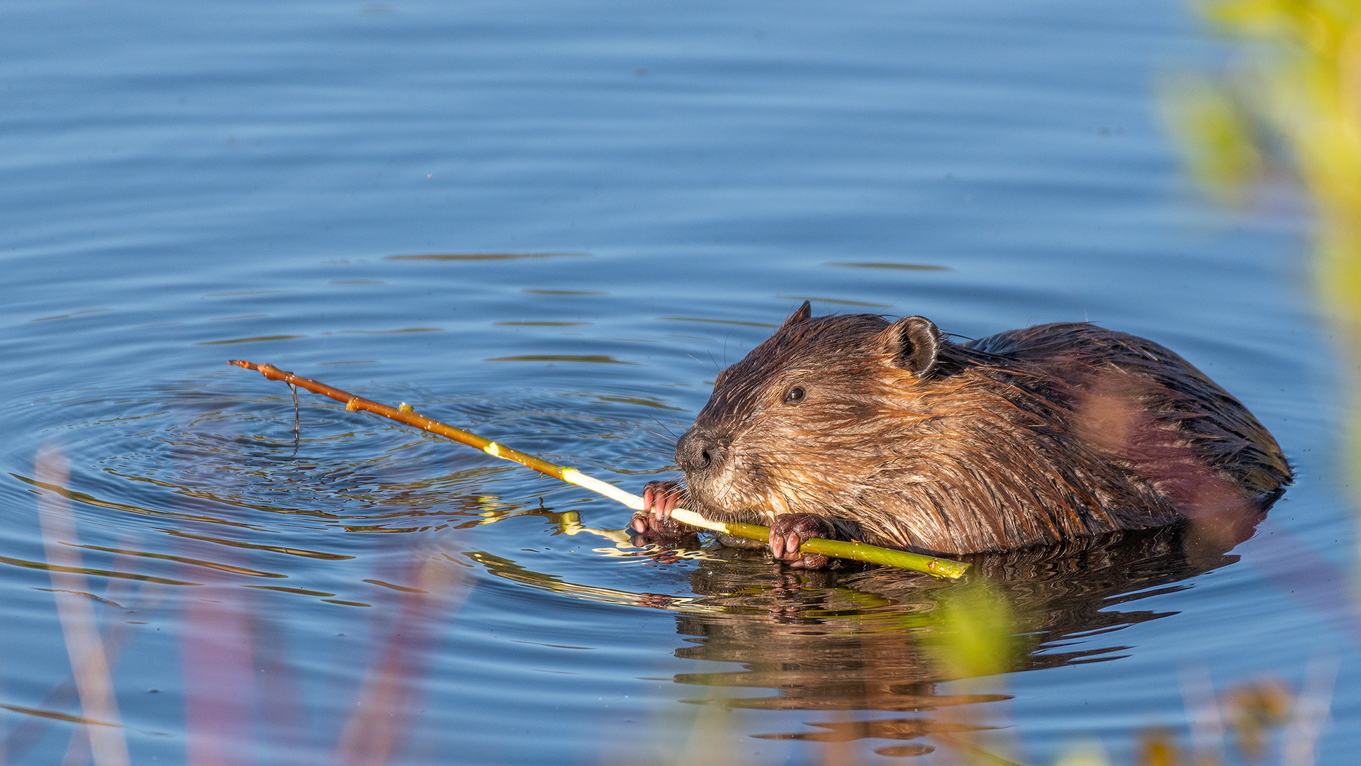 Beaver at the Marshall Springs ponds in Fish Creek Provincial Park