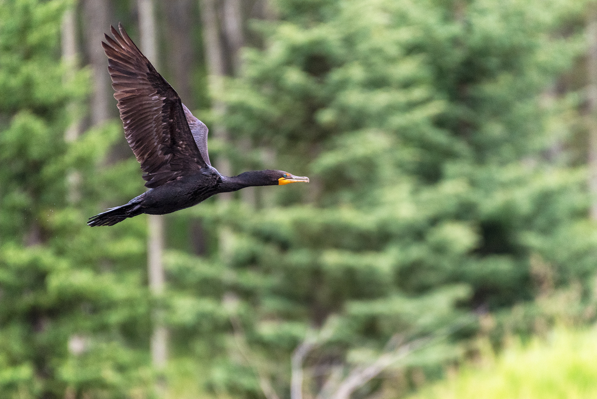 Double-crested Cormorant in flight