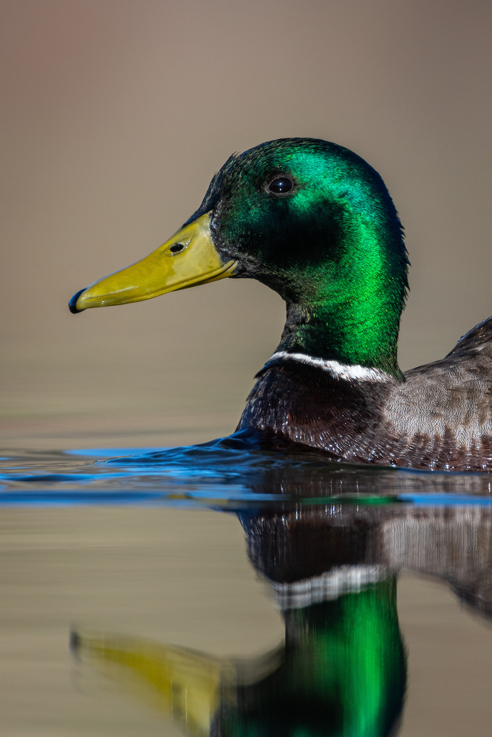 Mallard (male) close-up, Marshall Springs, Fish Creek Provincial Park, Calgary, AB