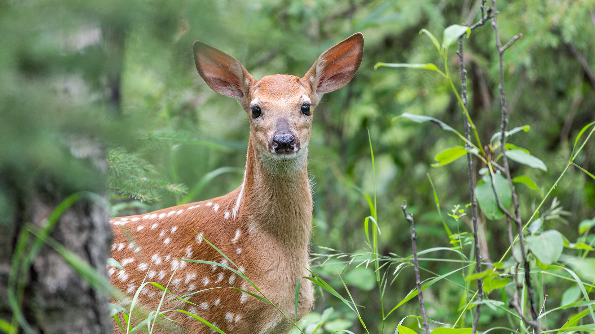 White-tailed Deer Fawn, Marshall Springs - Fish Creek Prov. Park, Calgary, AB
