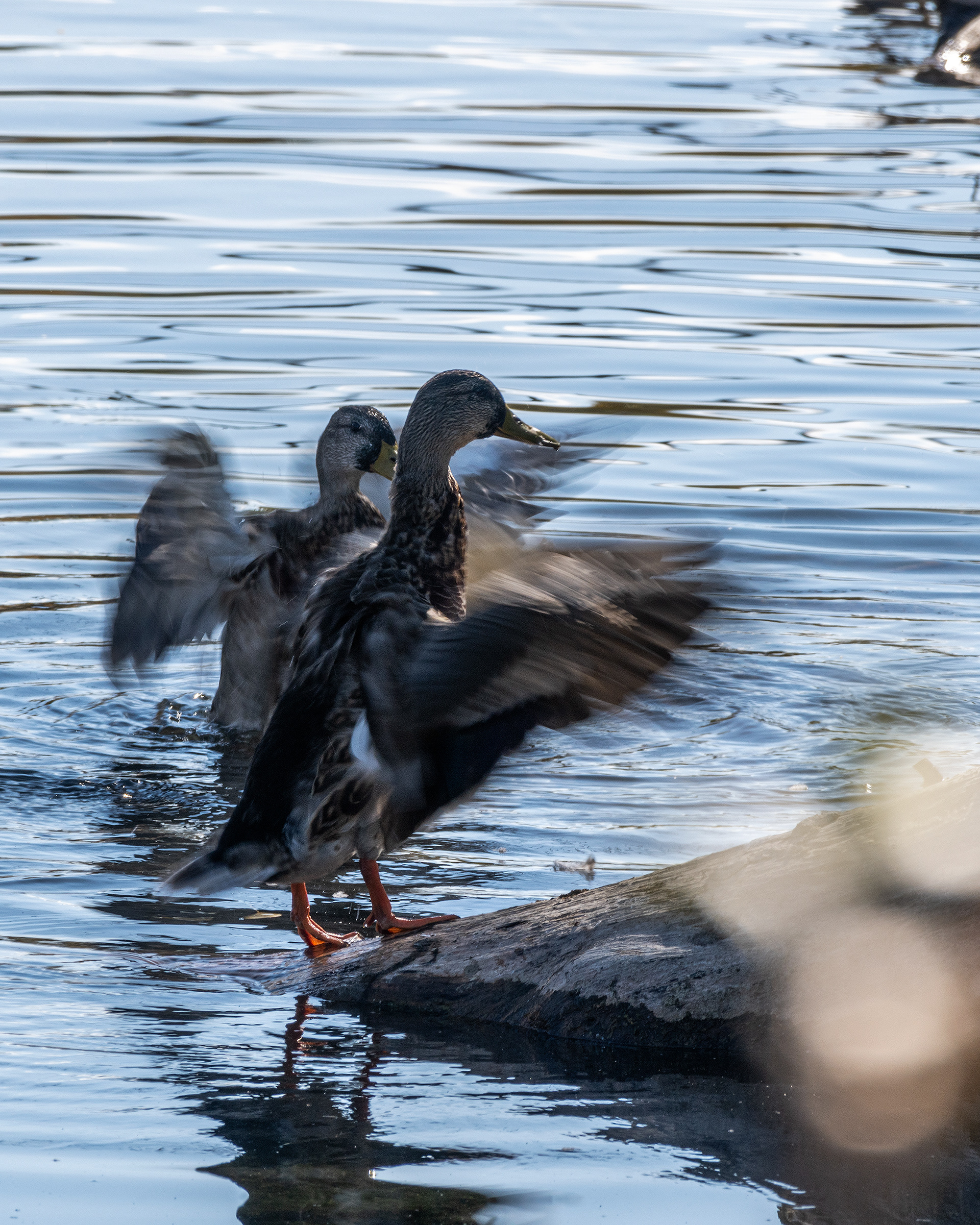 Mallards, Inglewood, Calgary, AB