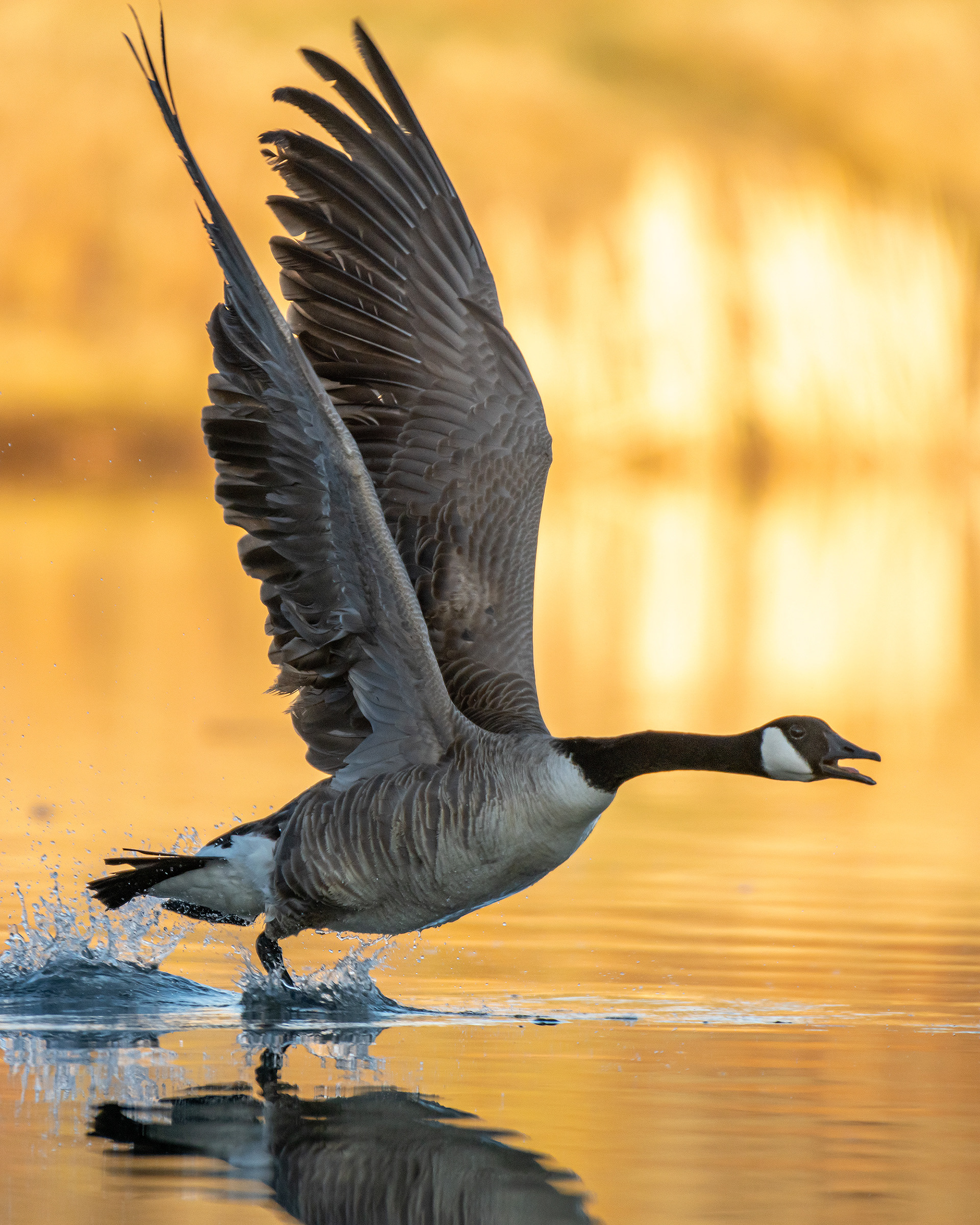 Canada Goose, Marshall Springs, Fish Creek Provincial Park, Calgary, AB