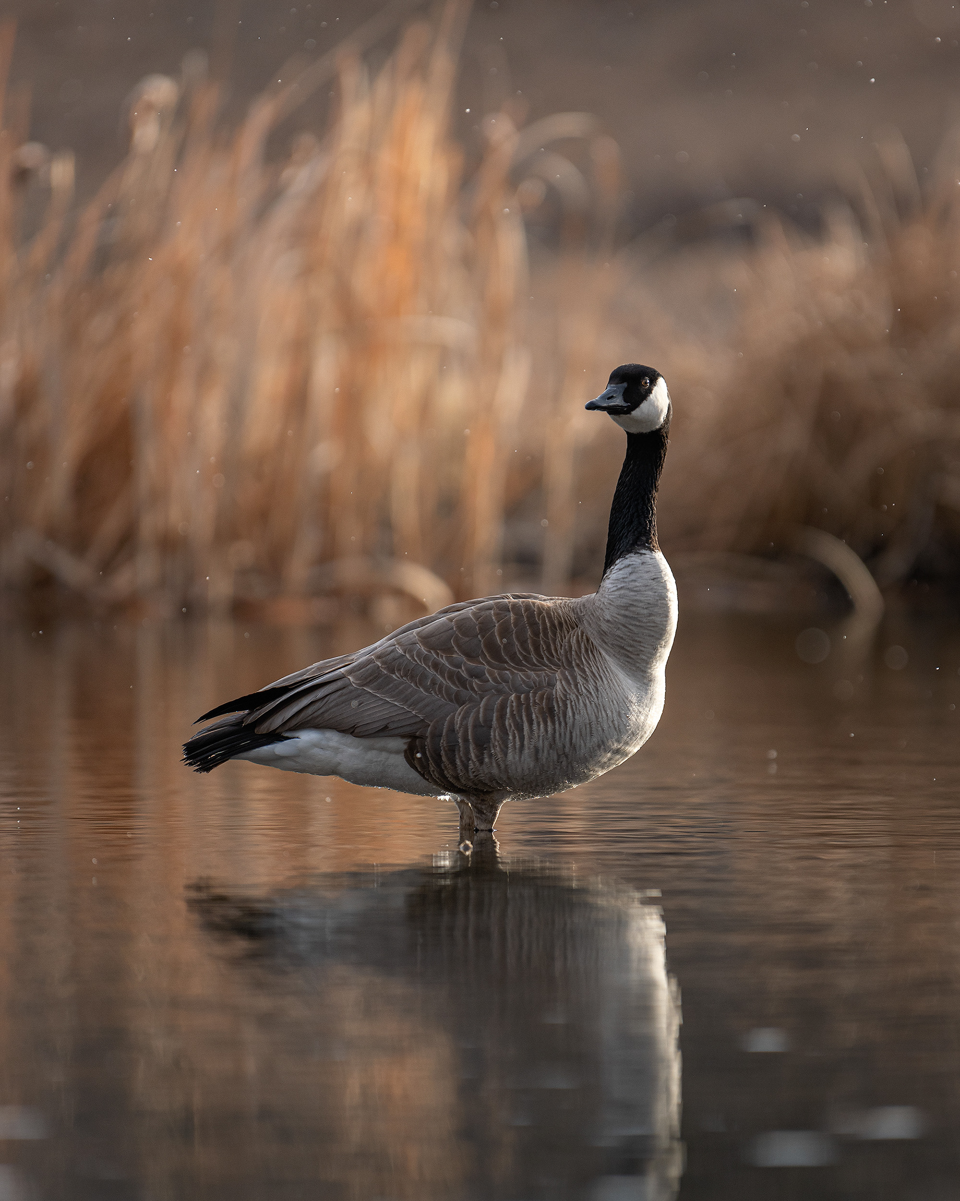 Canada Goose, Marshall Springs, Fish Creek Provincial Park, Calgary, AB