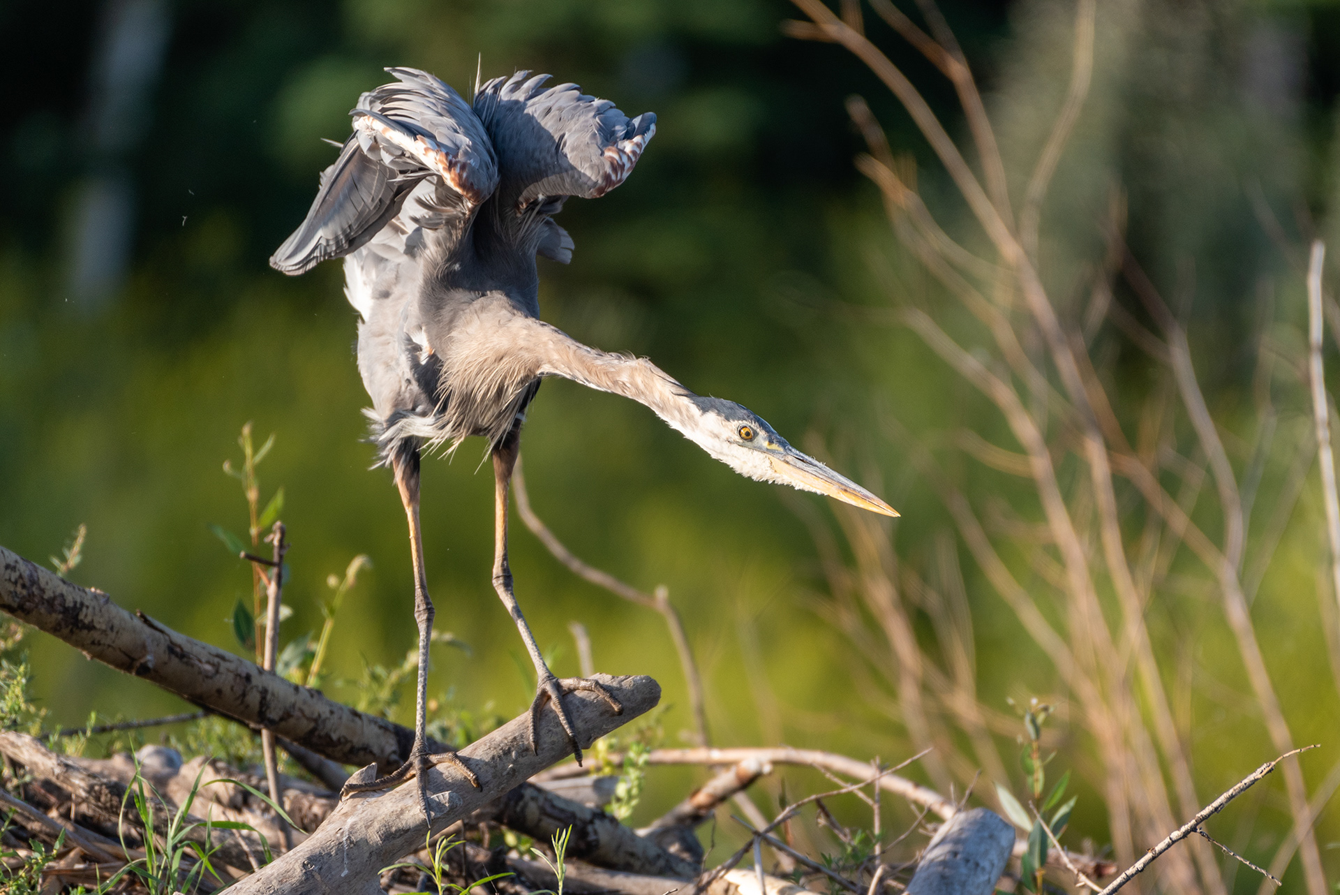 Great Blue Heron