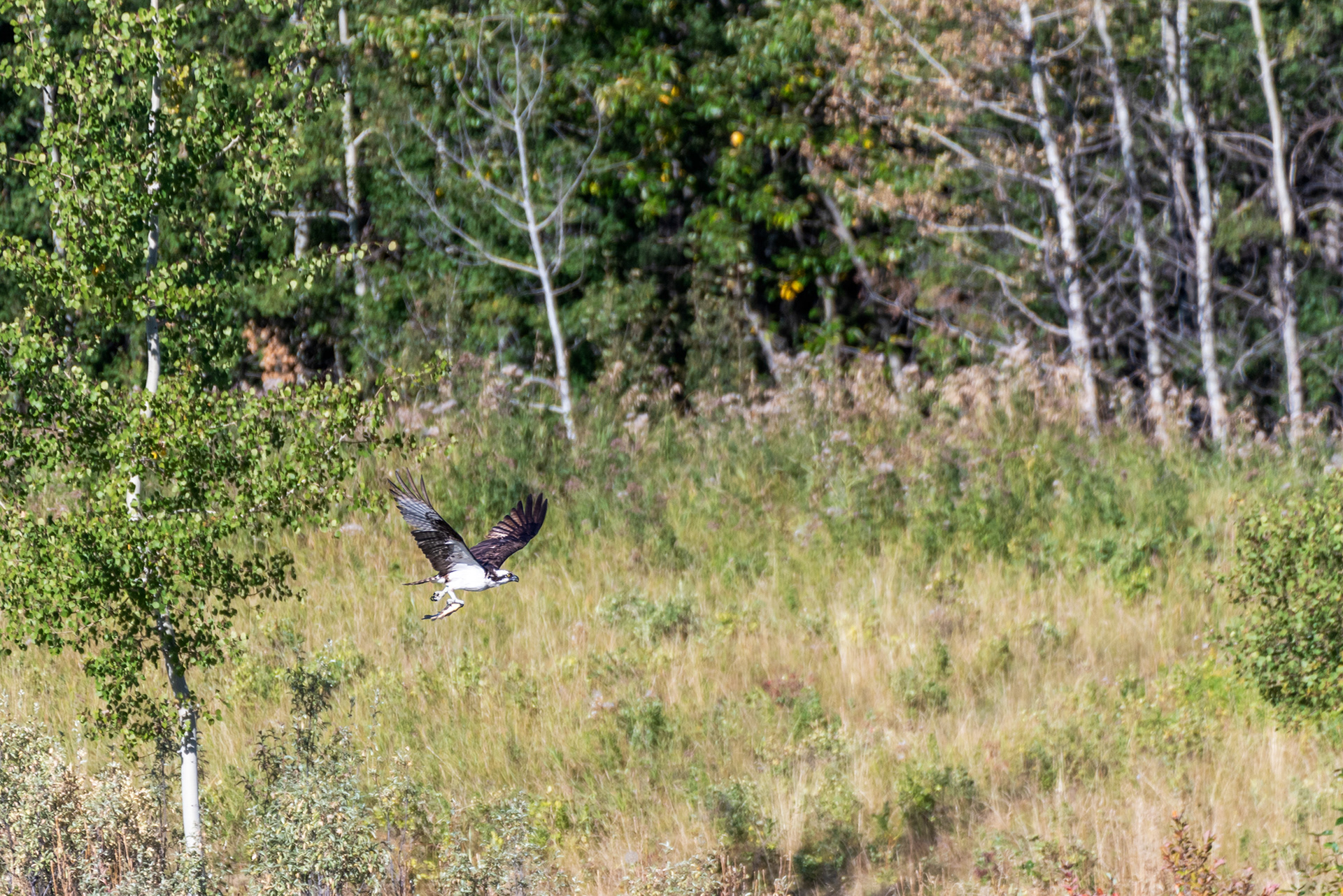 Osprey, with a fish, at the Marshall Springs ponds in Fish Creek Provincial Park