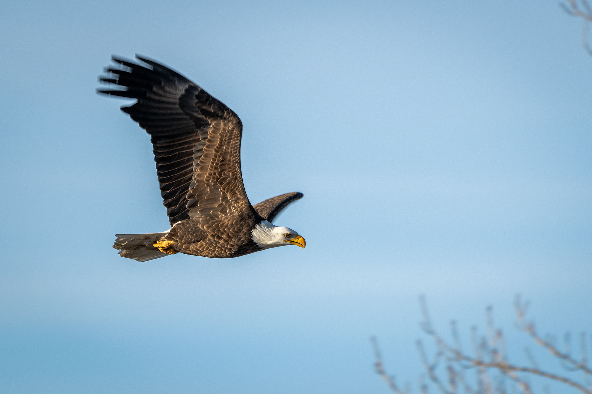 Bald Eagle (in flight) - Carburn Park, Calgary, AB