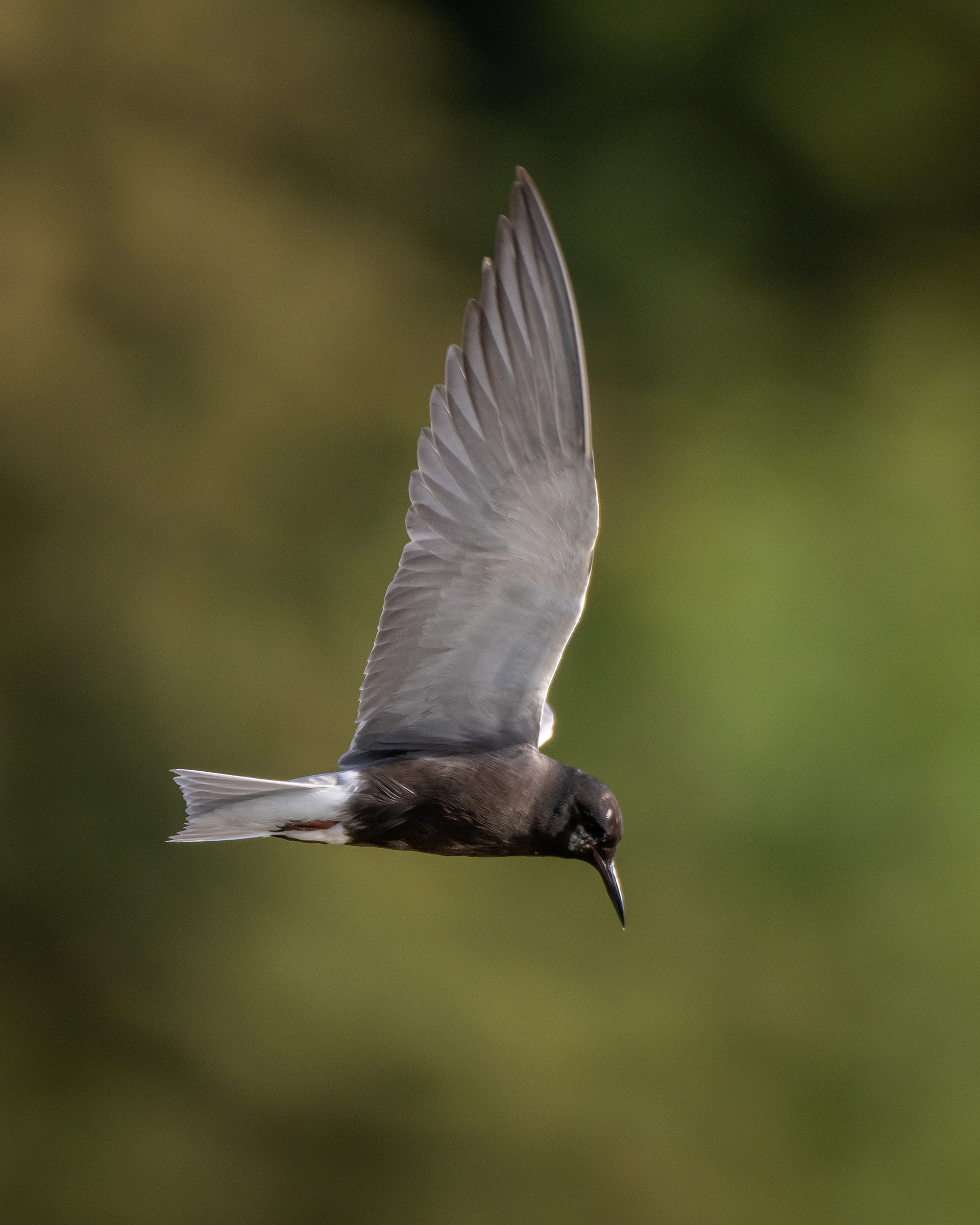 Black Tern (in flight), Marshall Springs ponds, Fish Creek Provincial Park, Calgary, AB