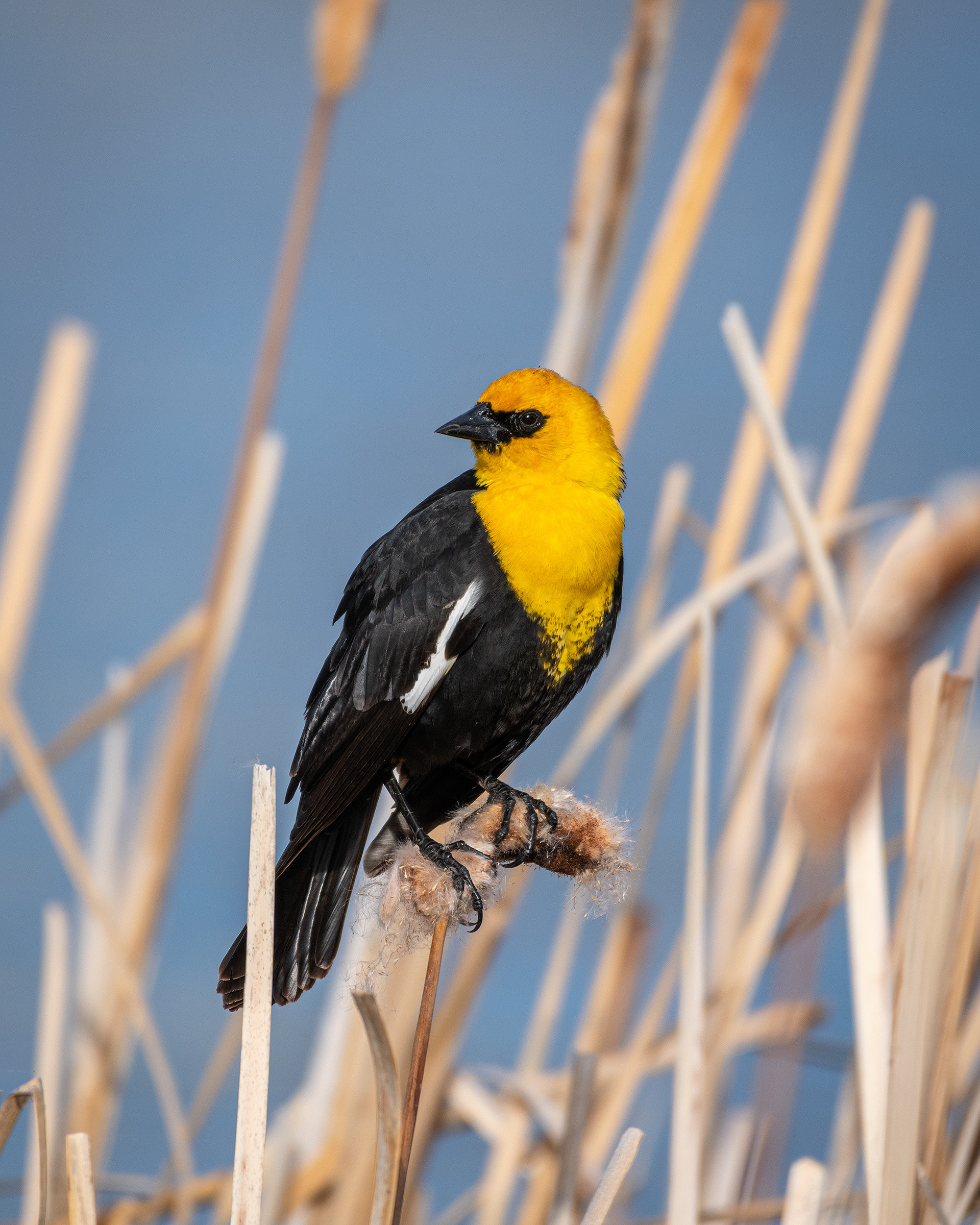 Yellow-headed Blackbird (male), Bridlewood Wetlands Park, Calgary, AB