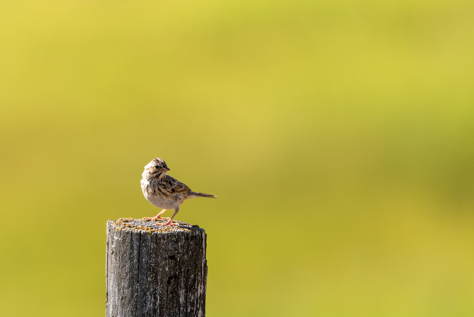 Young Sparrow