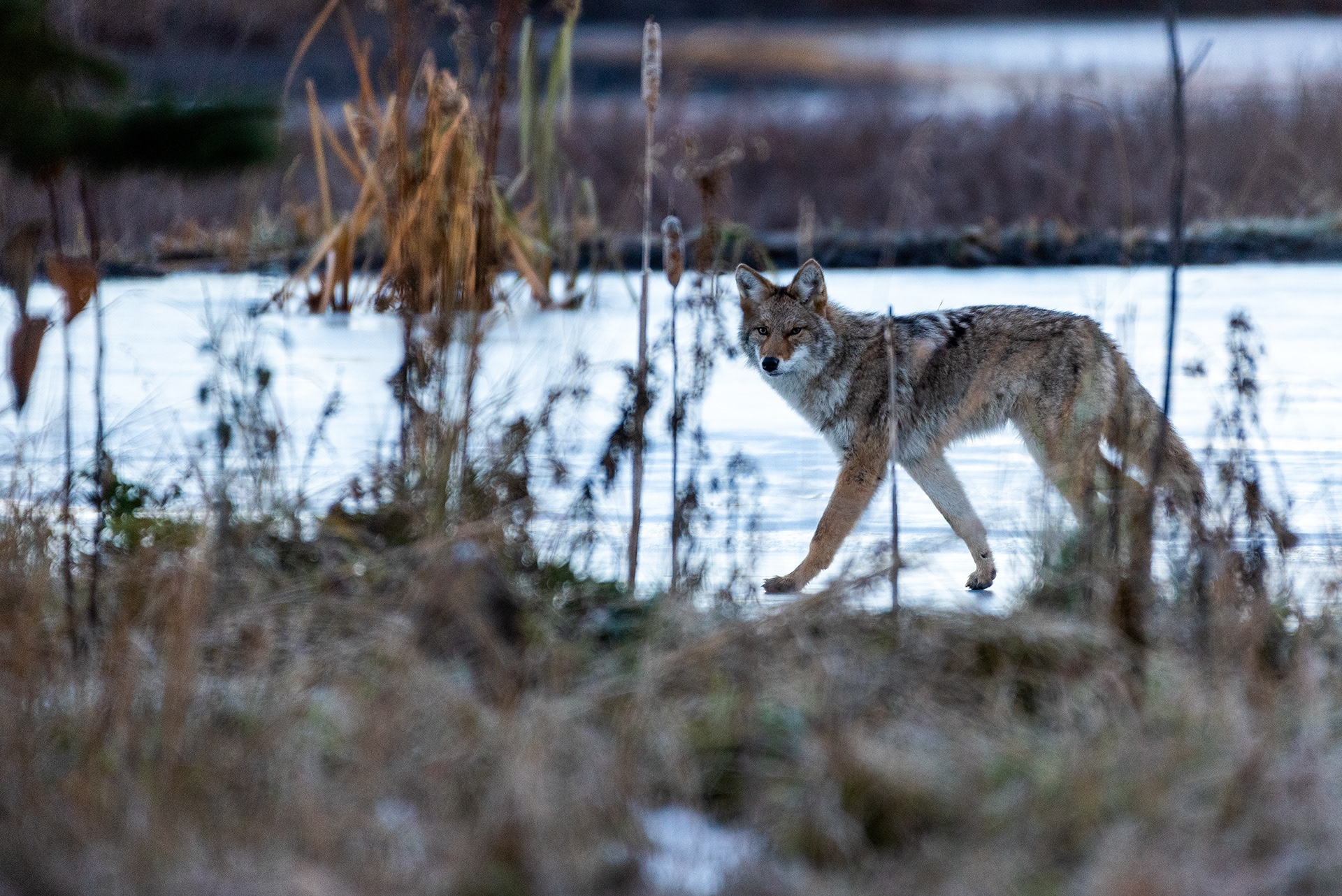 Coyote at the Marshall Springs ponds in Fish Creek Provincial Park