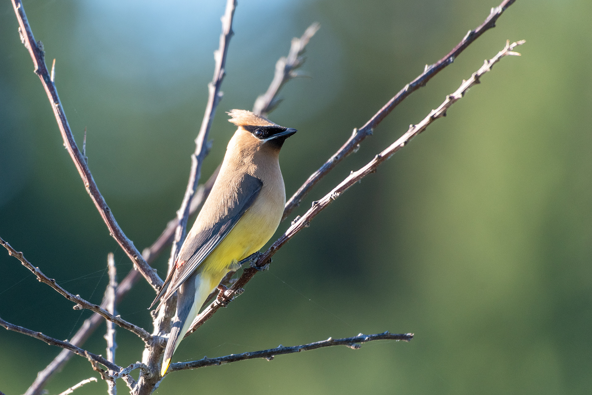 Cedar Waxwing