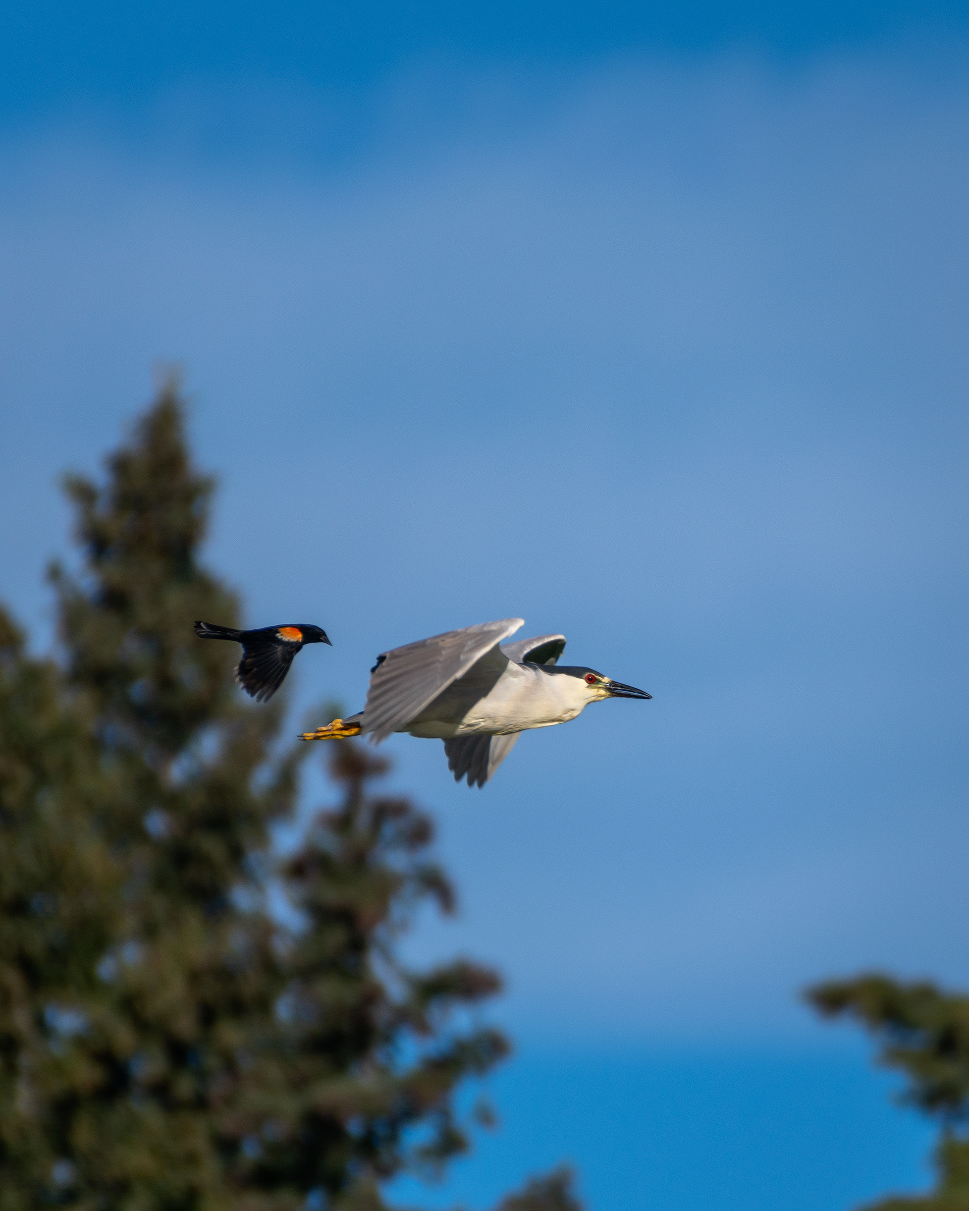 Black-crowned Night-Heron and male Red-winged Blackbird (both in flight), Marshall Springs ponds, Fish Creek Provincial Park, Calgary, AB