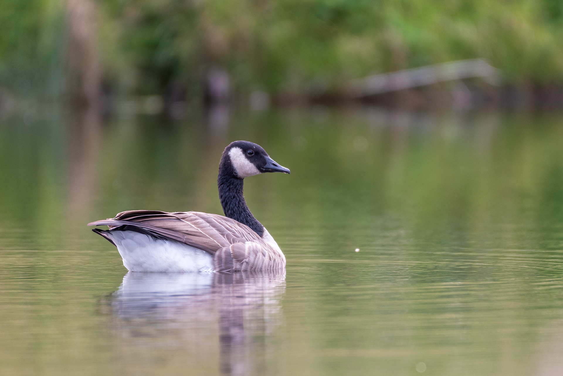 Canada Goose at the Marshall Springs ponds in Fish Creek Provincial Park