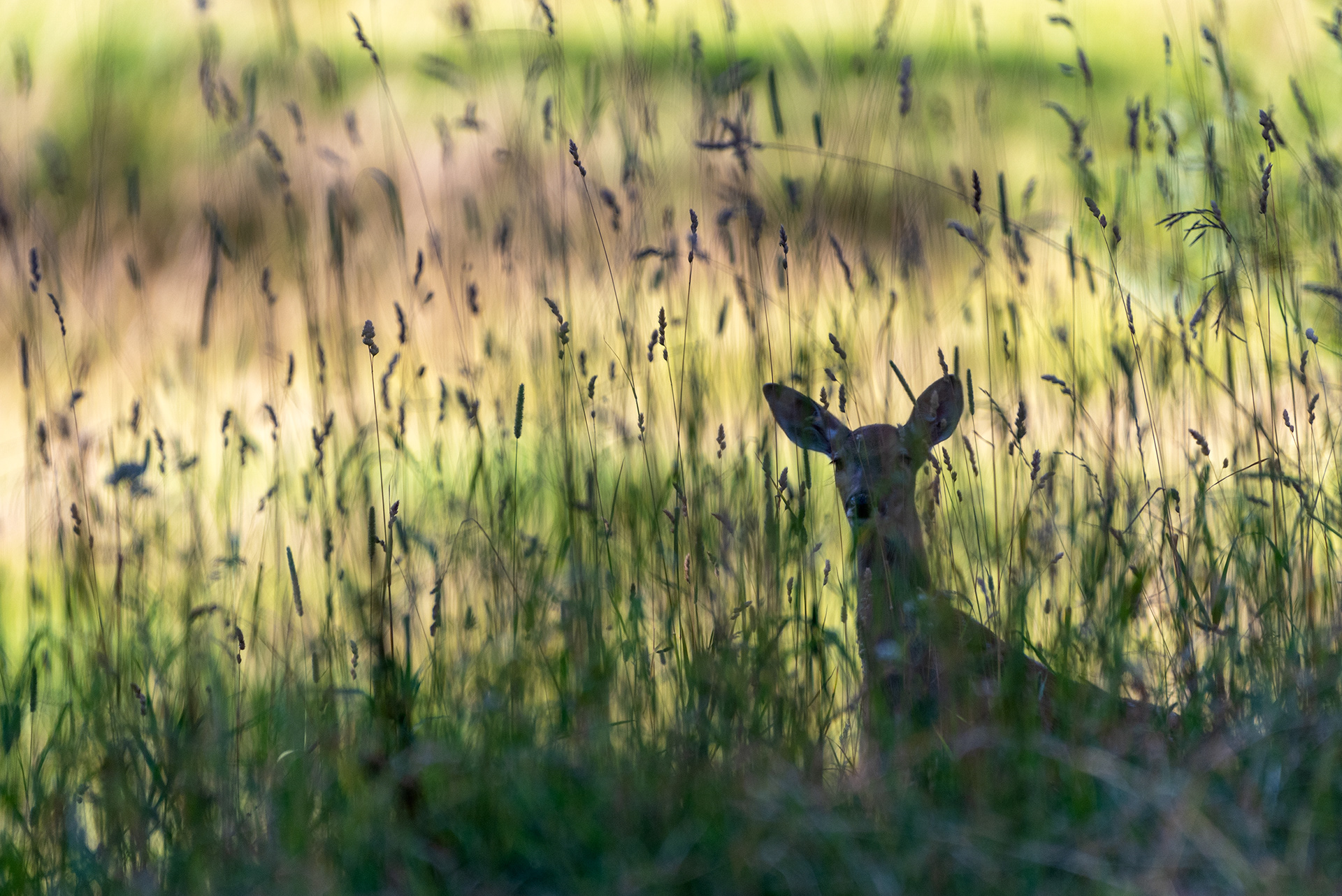 doe