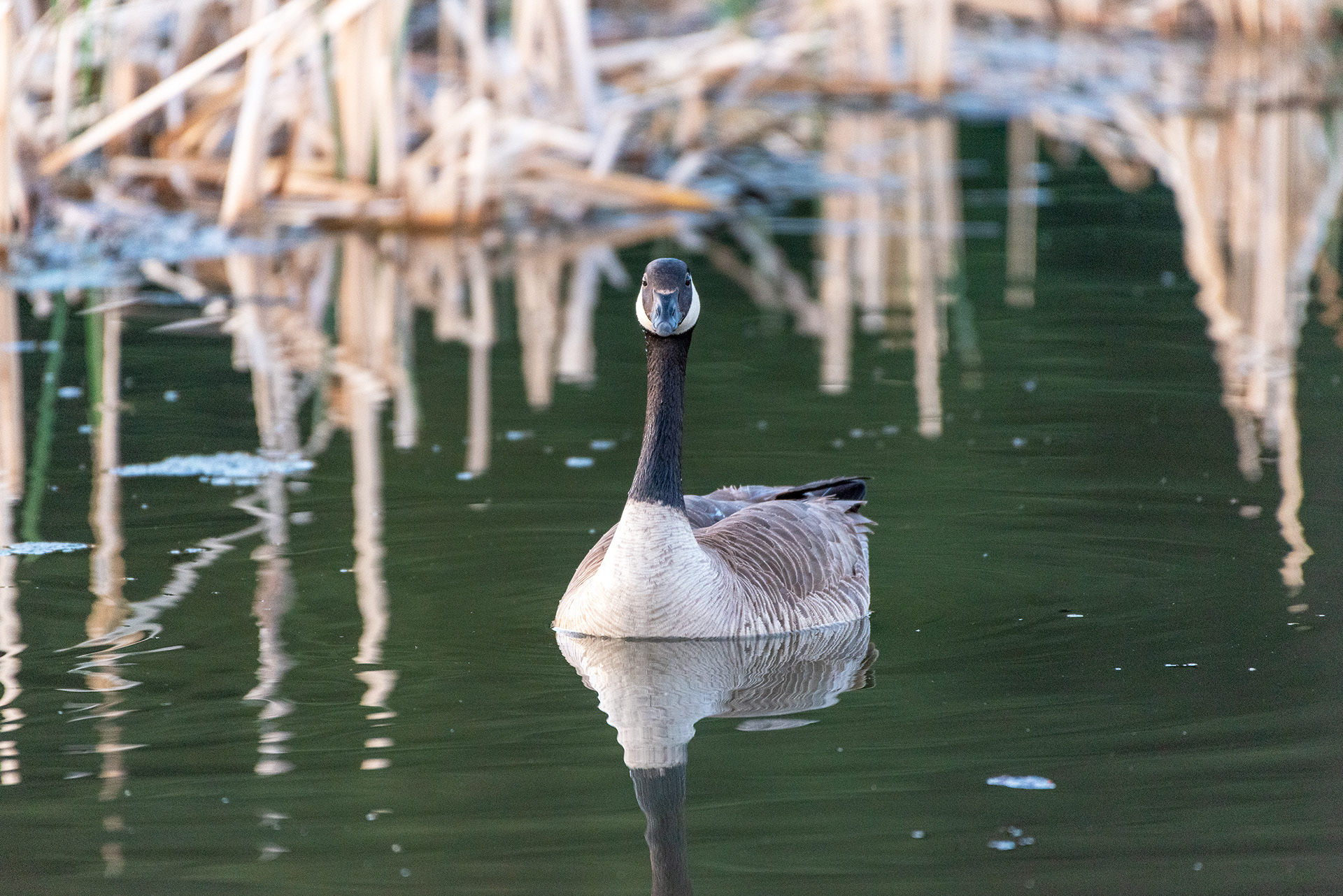 Canada Goose, Marshall Springs, Fish Creek Provincial Park, Calgary, Alberta