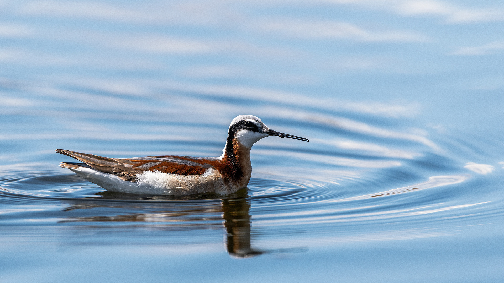 Wilson's Phalarope (female), Frank Lake, Alberta
