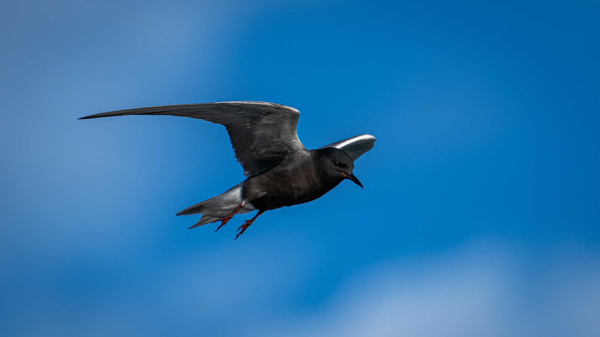 Black Tern (in flight), Marshall Springs ponds, Fish Creek Provincial Park, Calgary, AB