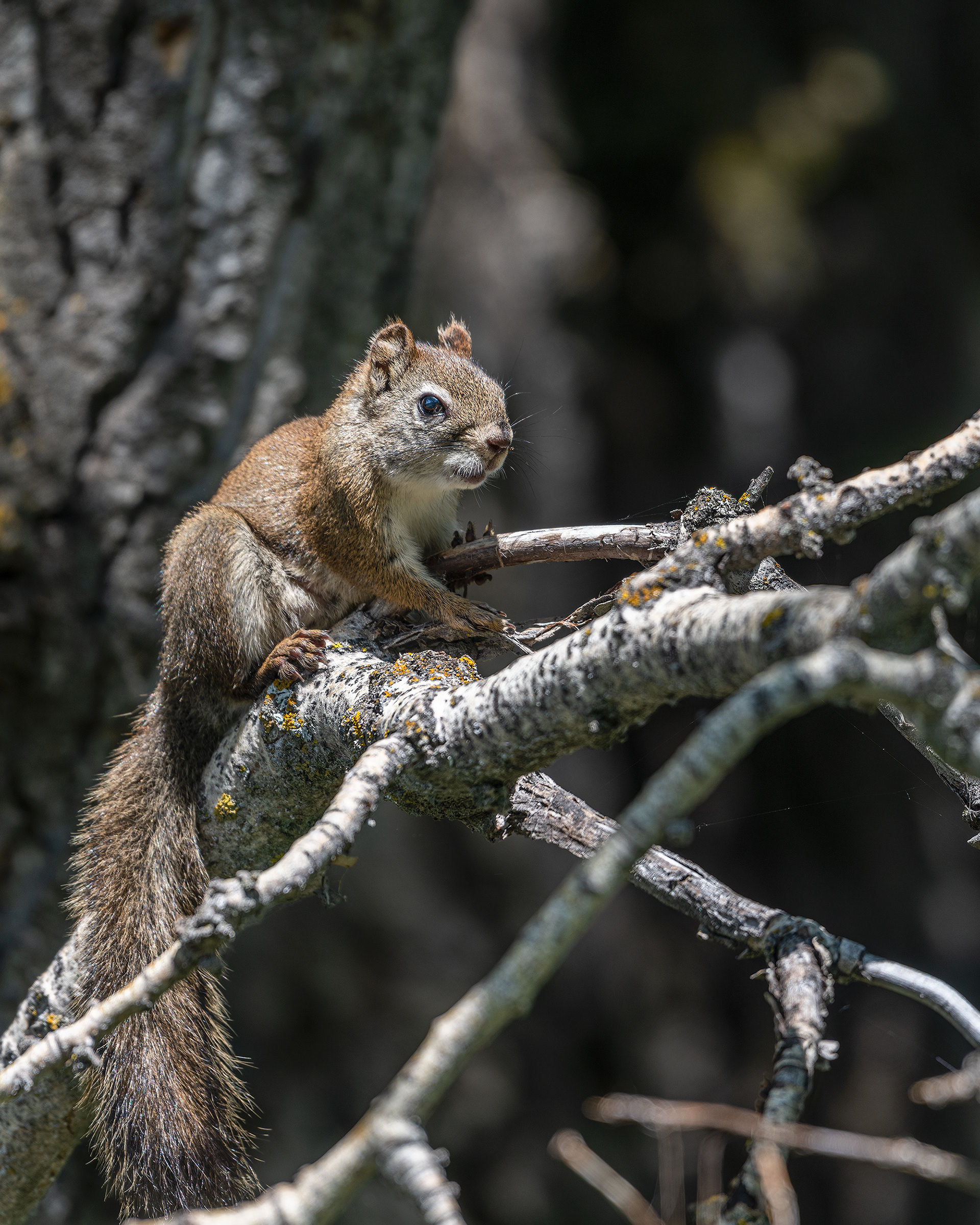 Red Squirrel at Votier's Flats - Fish Creek Provincial Park, Calgary, Alberta