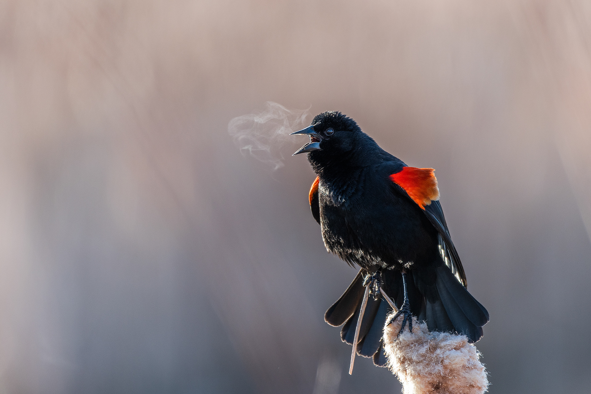 Red-winged Blackbird (male) at Burnsmead Day Use Area, Fish Creek Provincial Park, Calgary, Alberta