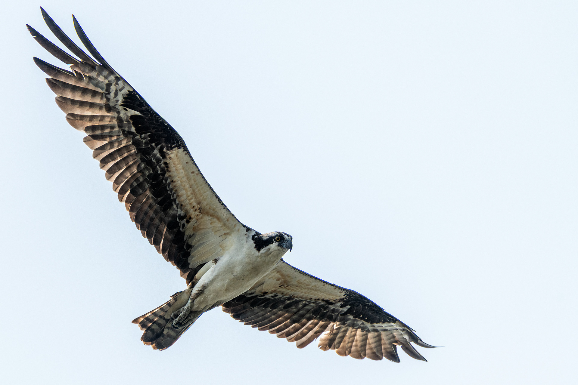 Osprey in flight at the ponds in Marshall Springs - Fish Creek Provincial Park, Calgary, Alberta