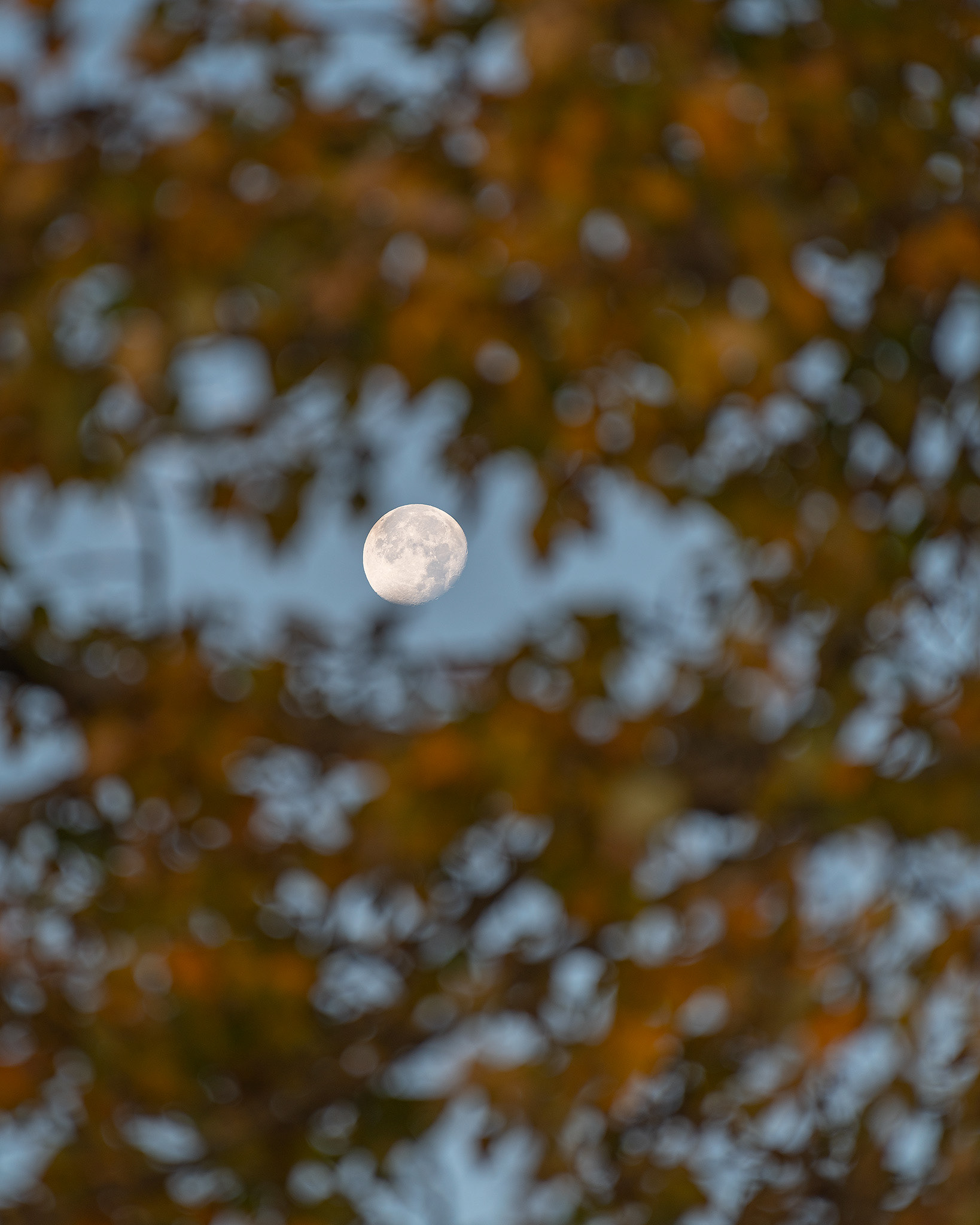 The Moon through a gap in tree, from the Mallard Point area of Fish Creek Provincial Park, Calgary, AB - October 12th, 2022 (8:23 AM, 18 Mp)