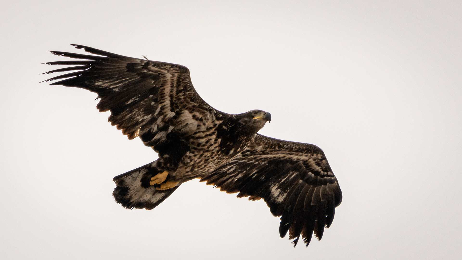 Bald Eagle (immature) in flight - Southview Off Leash Dog Park, Calgary, AB
