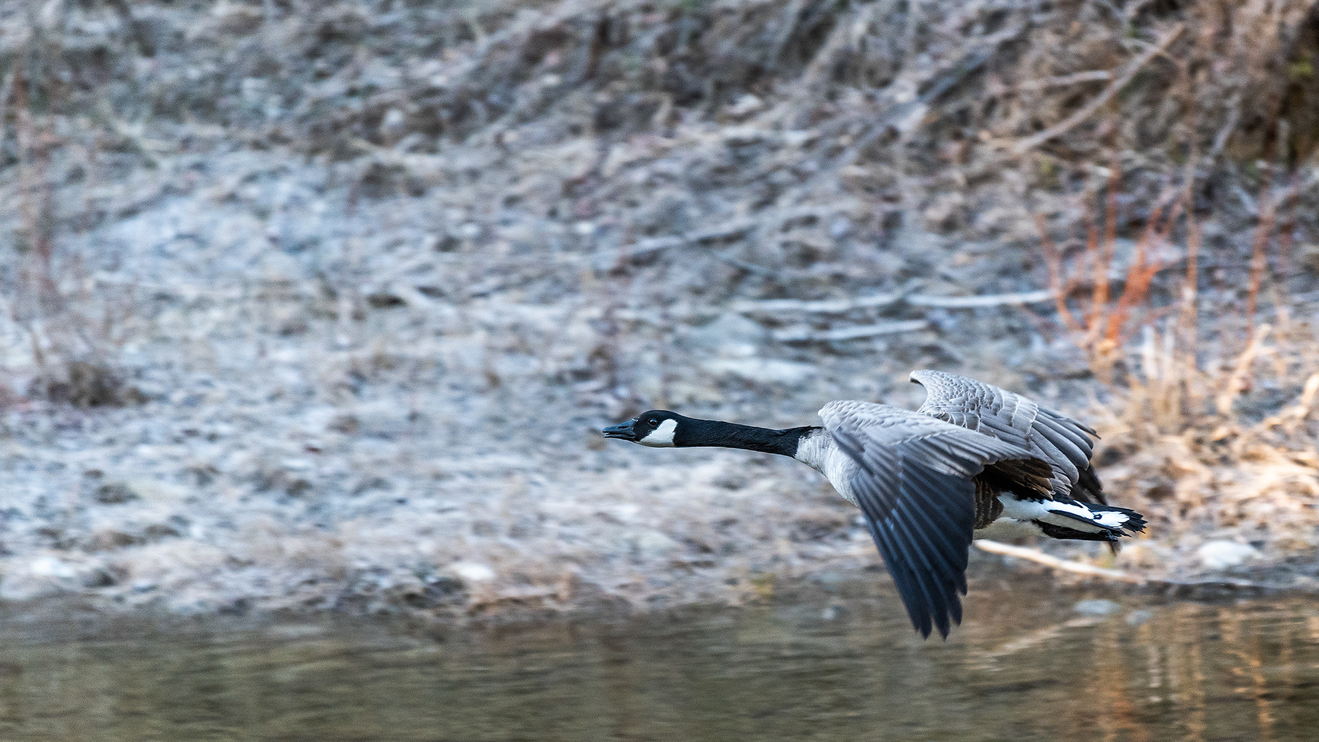Canada Goose in flight near Shannon Terrace, Fish Creek Prov. Park, Calgary, AB