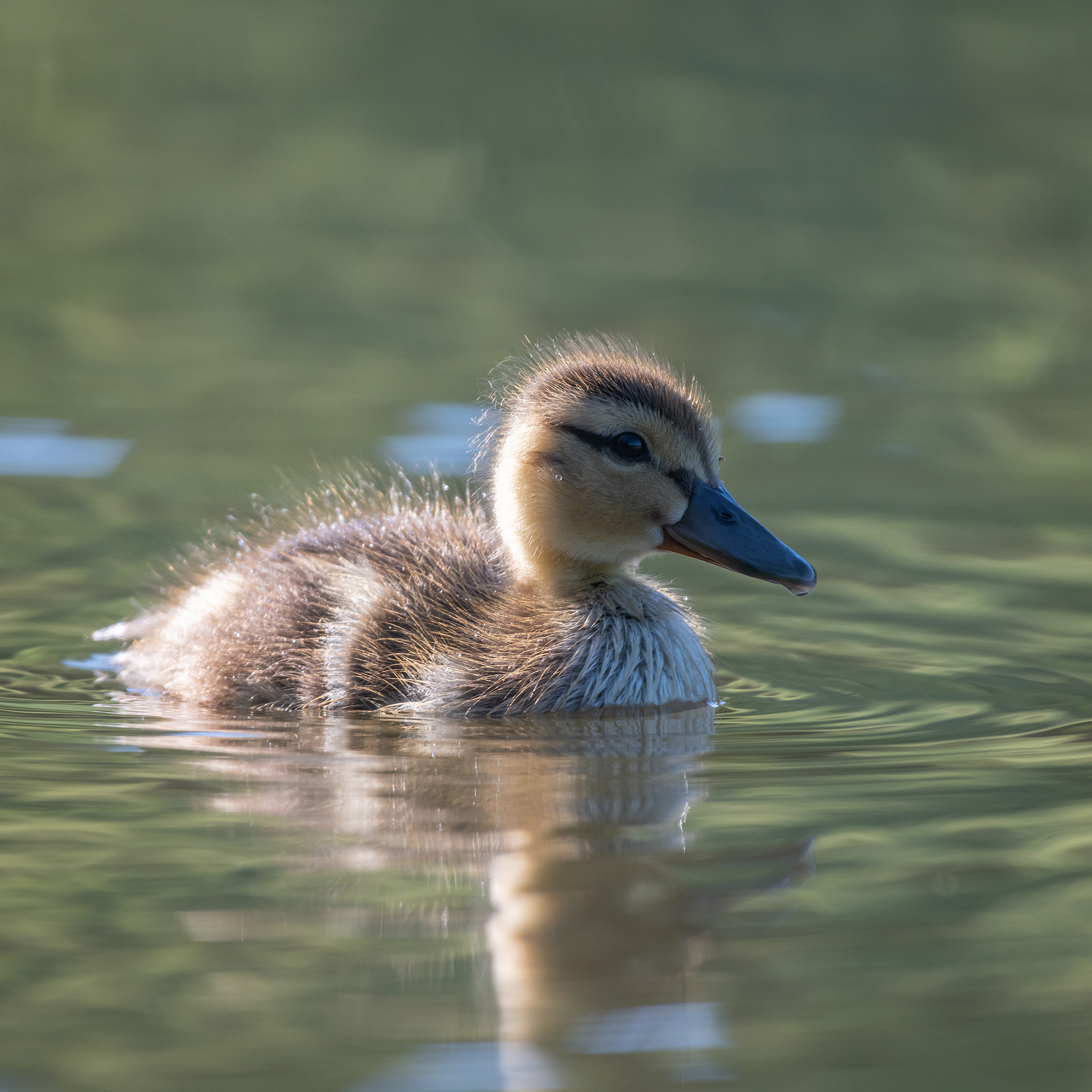 Duckling, Marshall Springs ponds, Fish Creek Provincial Park, Calgary, AB