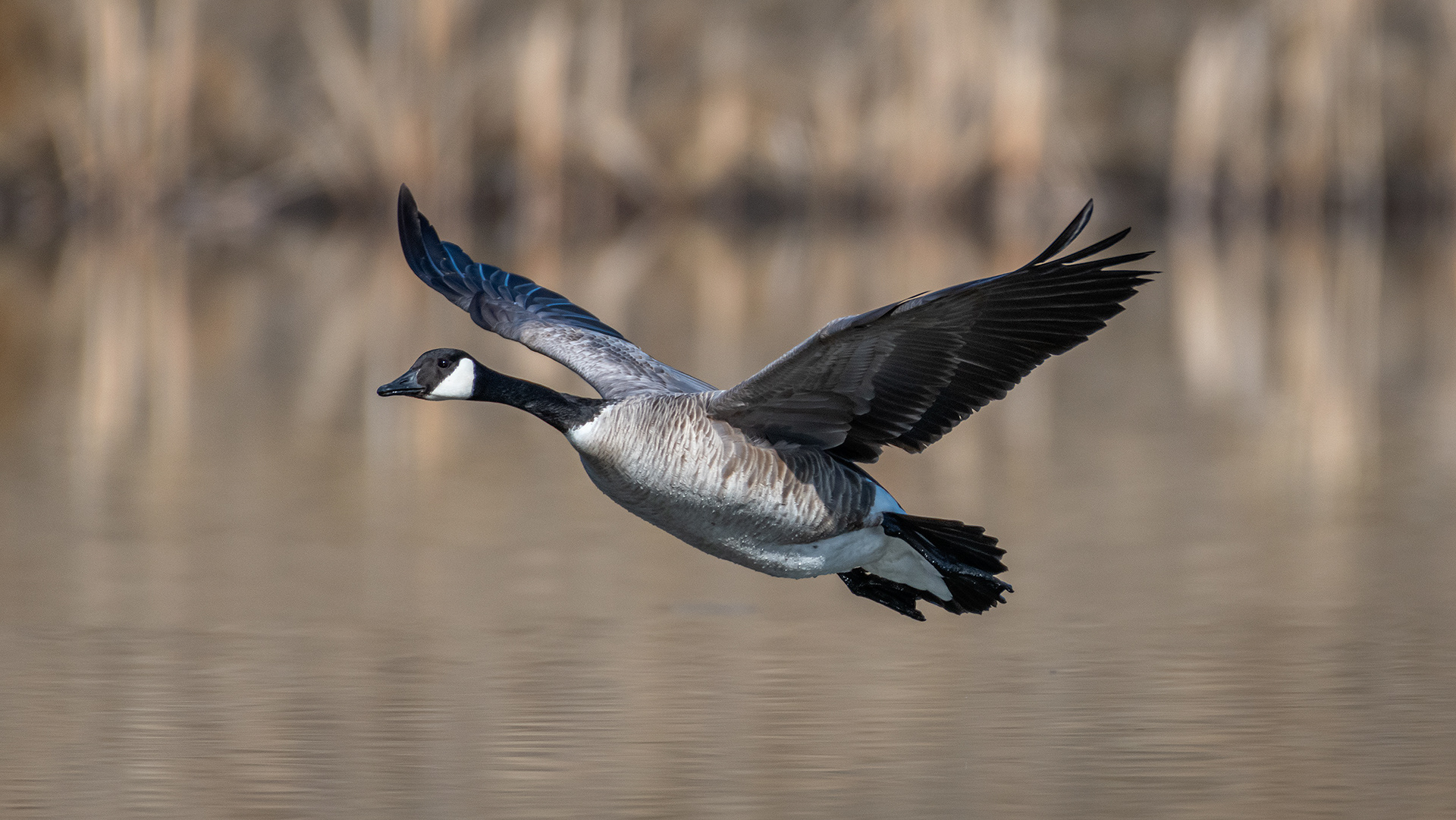 Canada Goose (in flight), Marshall Springs, Fish Creek Provincial Park, Calgary, AB