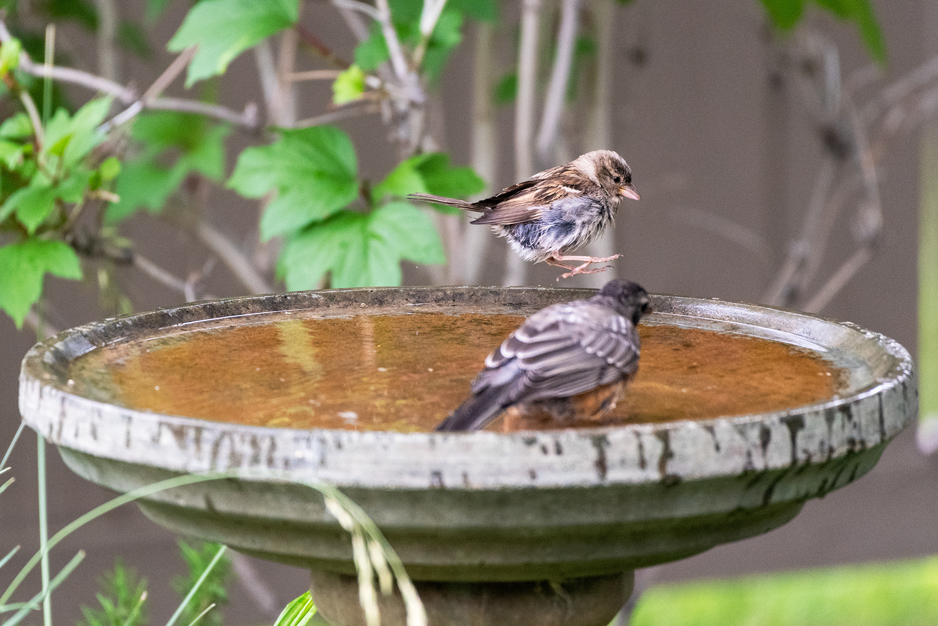 Young House Sparrow dances along the edge of the birdbath waiting on a young American Robin
