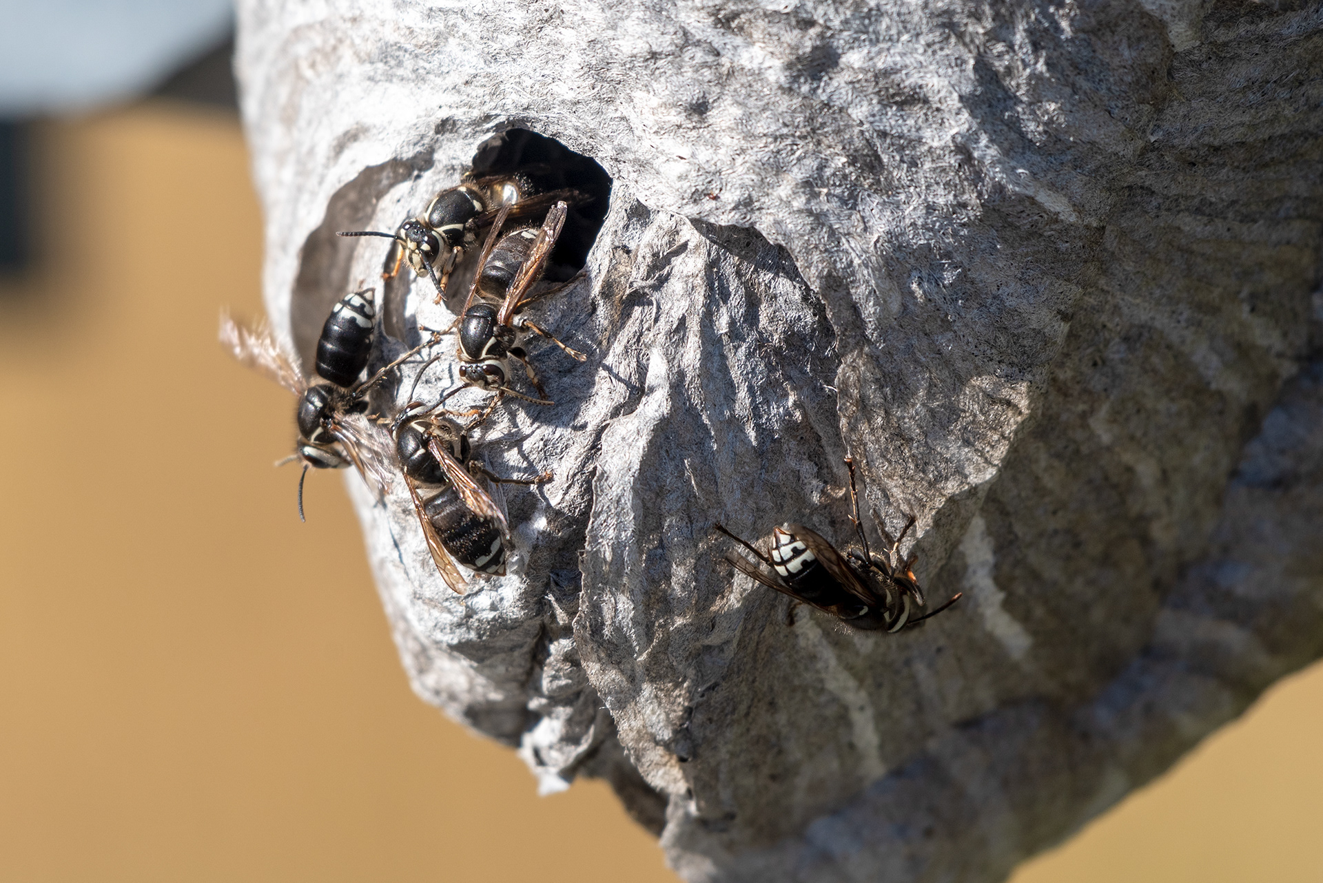 Nasty insects that stung my friend