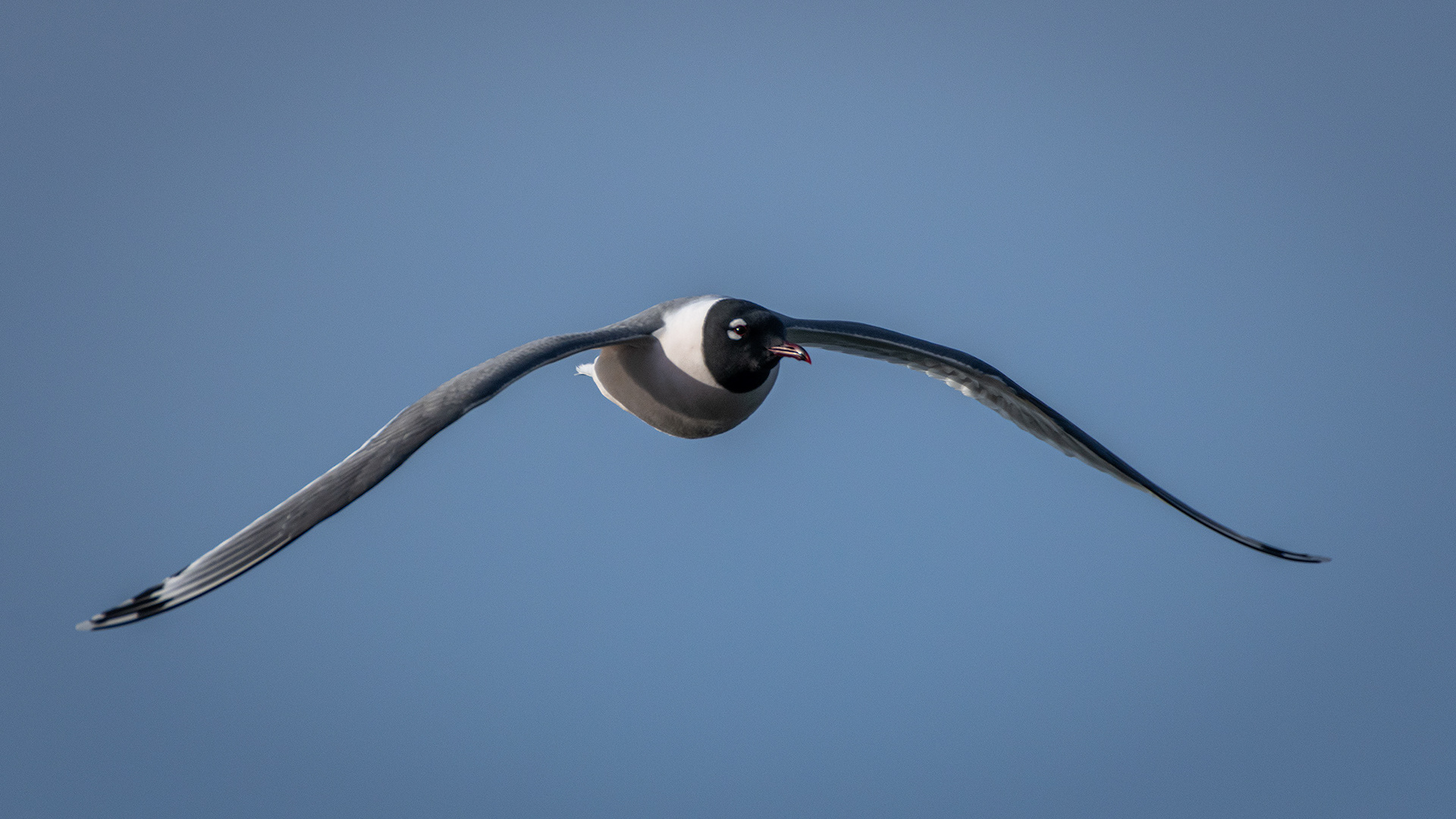 Franklin's Gull (in flight), Glenmore Reservoir, North Glenmore Park, Calgary, AB