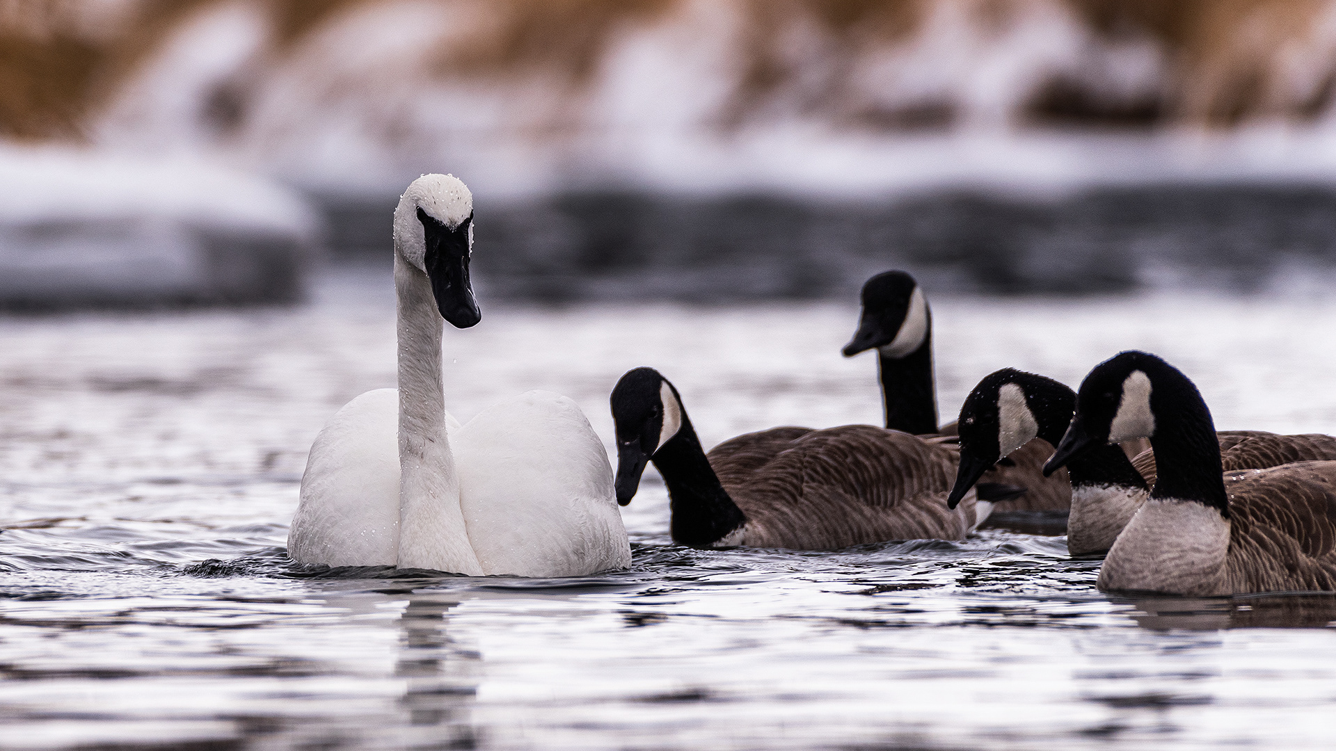 Trumpeter Swan and Canada Geese near Mallard Point, Fish Creek Prov. Park, Calgary, AB