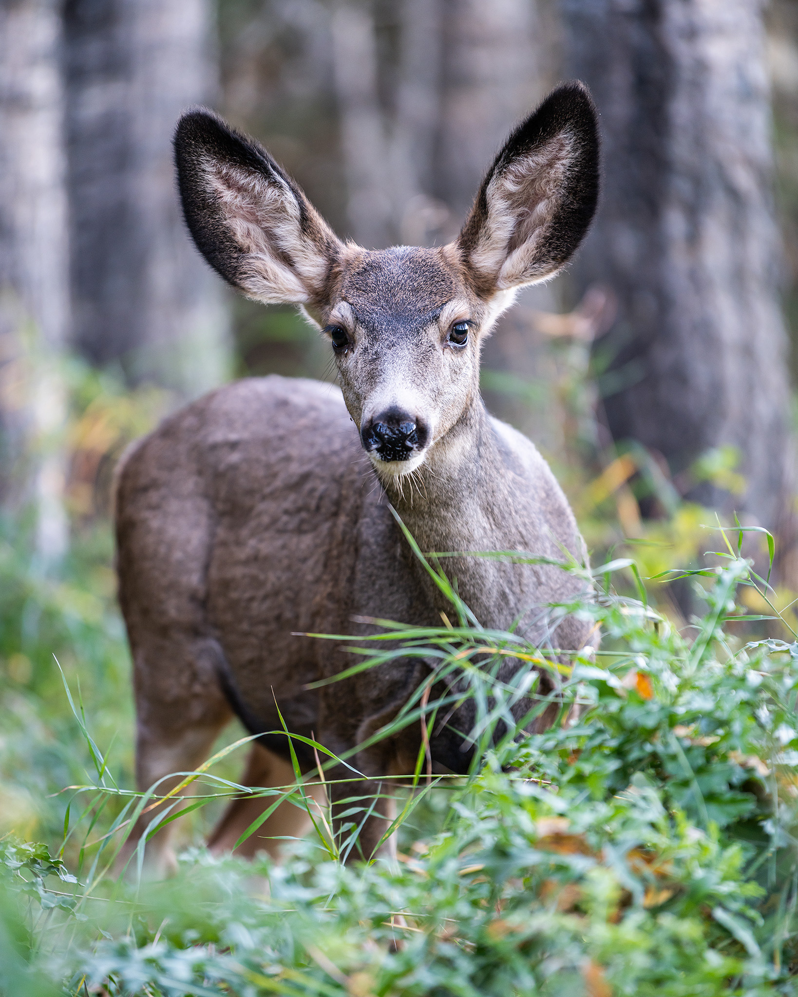 Mule Deer, the Marshall Springs area of Fish Creek Provincial Park, Calgary, AB - October 12th, 2022 (6:31 PM, 38 Mp)