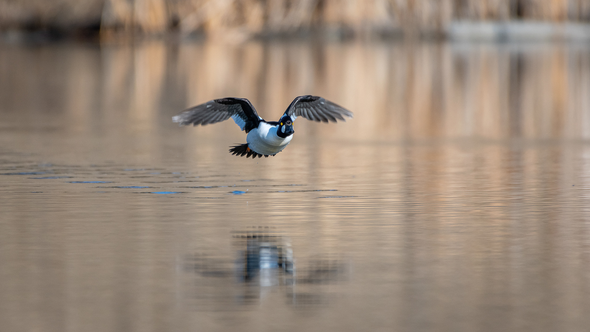 Common Goldeneye (male) in flight, Marshall Springs, Fish Creek Provincial Park, Calgary, AB