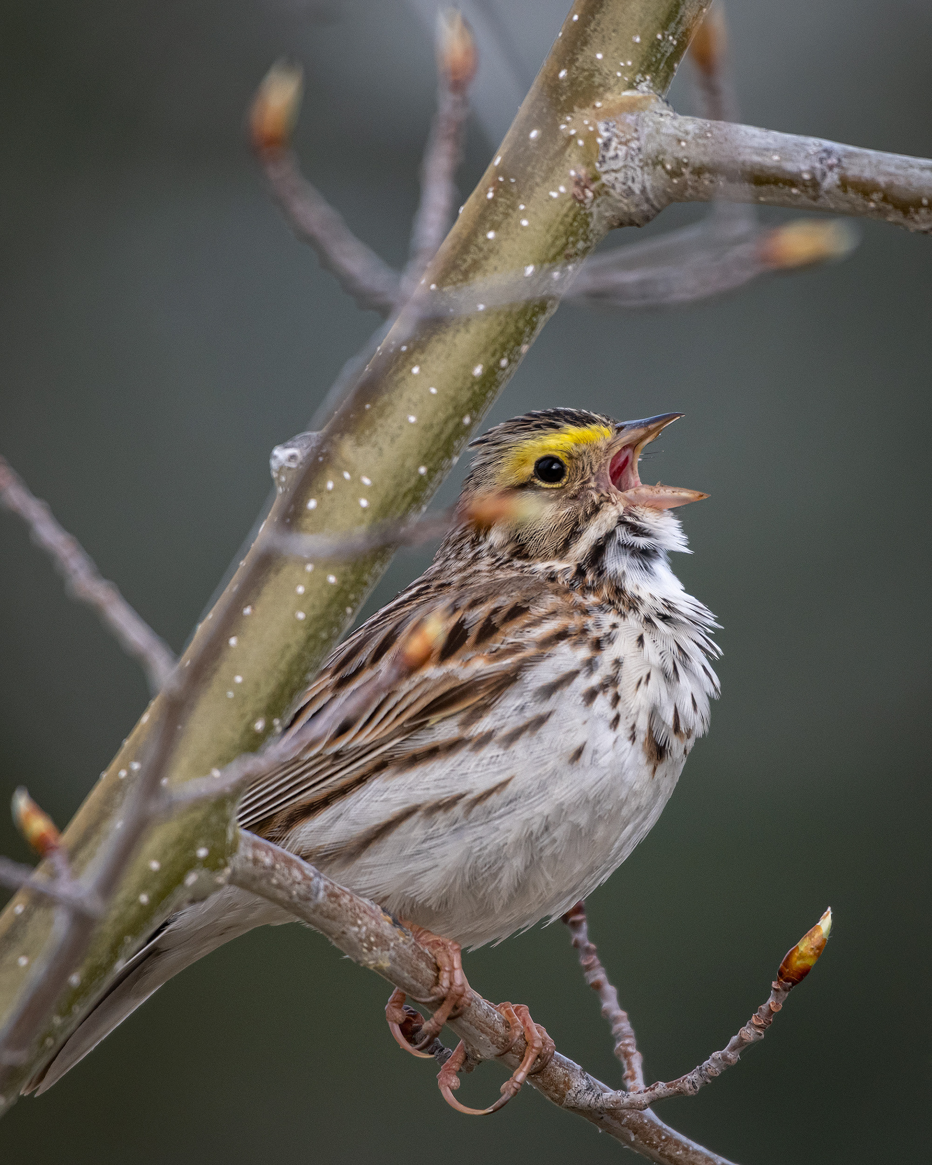 Bird, North Glenmore Park, Calgary, AB