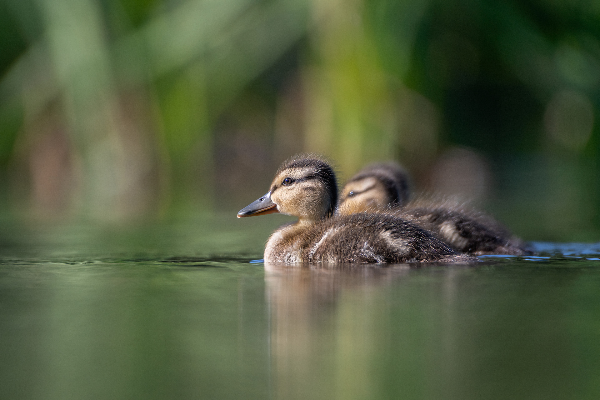 Ducklings, Marshall Springs ponds, Fish Creek Provincial Park, Calgary, AB