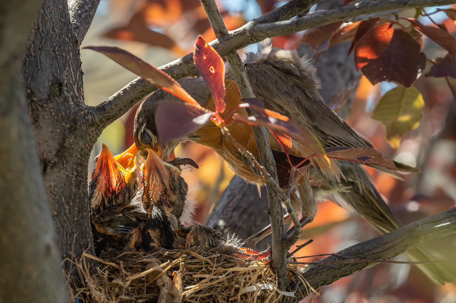 American Robin hatchlings being fed, Bridlewood, Calgary, AB