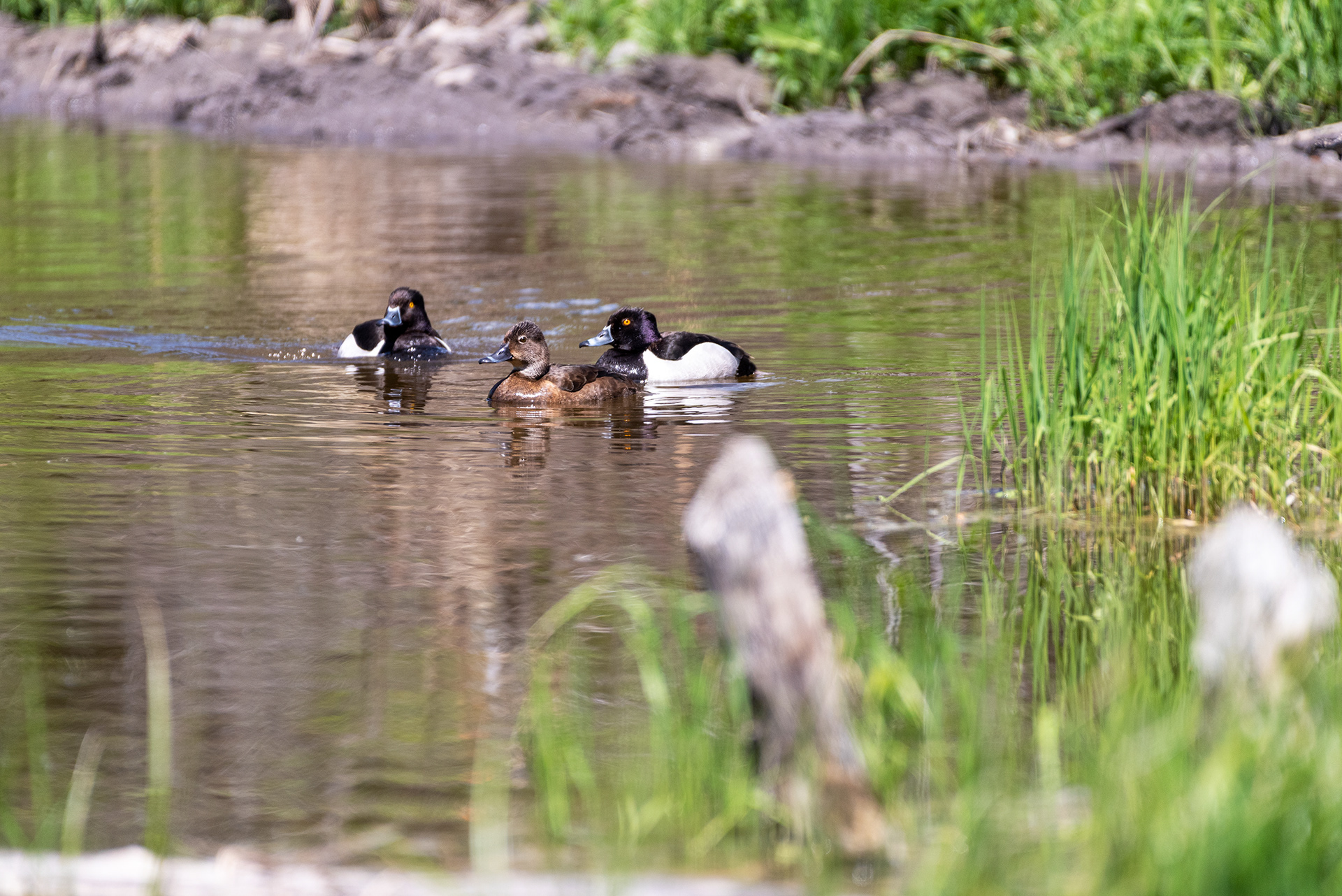 Ring-necked Ducks, Weaselhead Flats, Elbow River, Calgary, Alberta