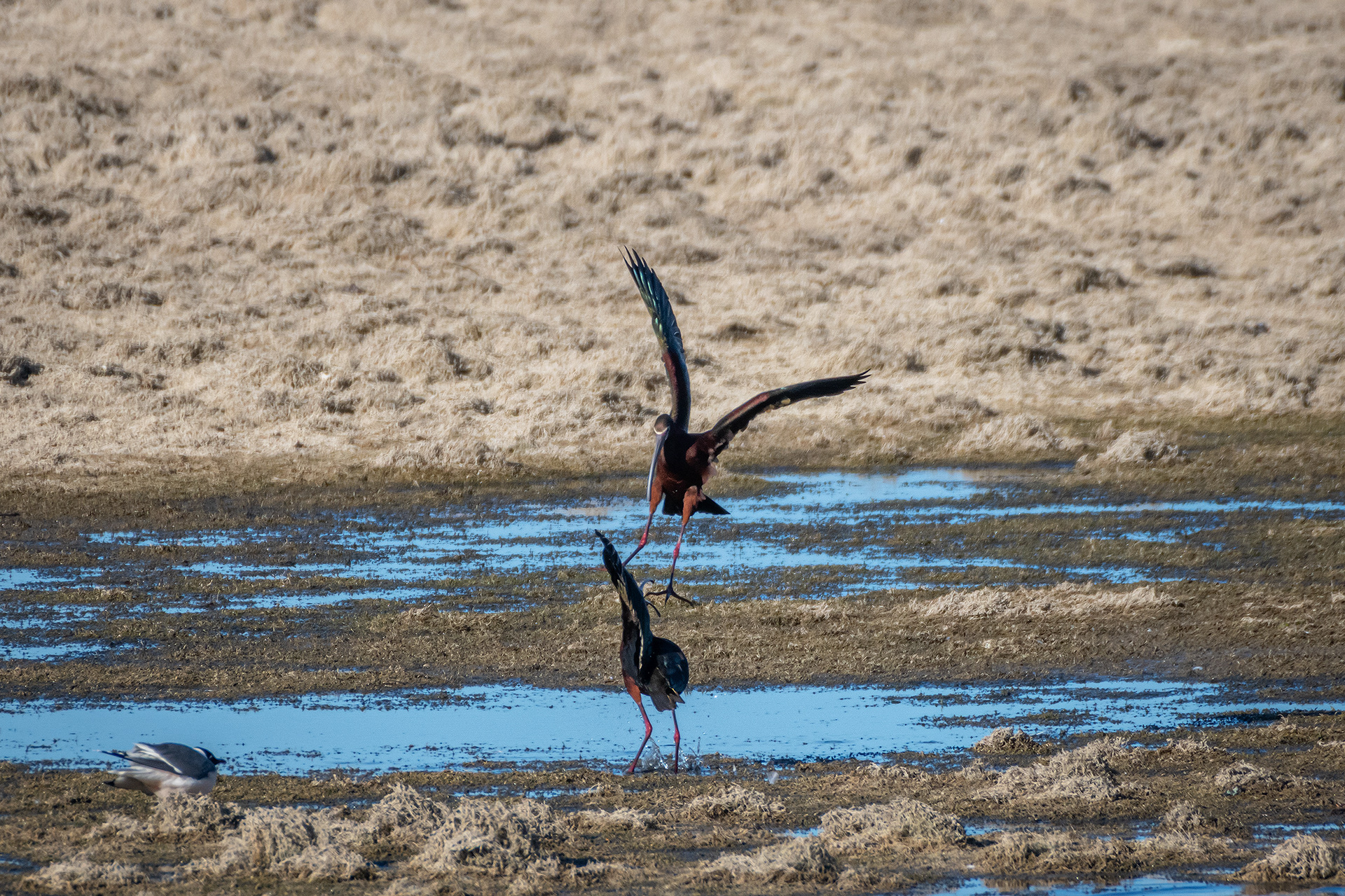 White-faced Ibises, Glenmore Reservoir, North Glenmore Park, Calgary, AB