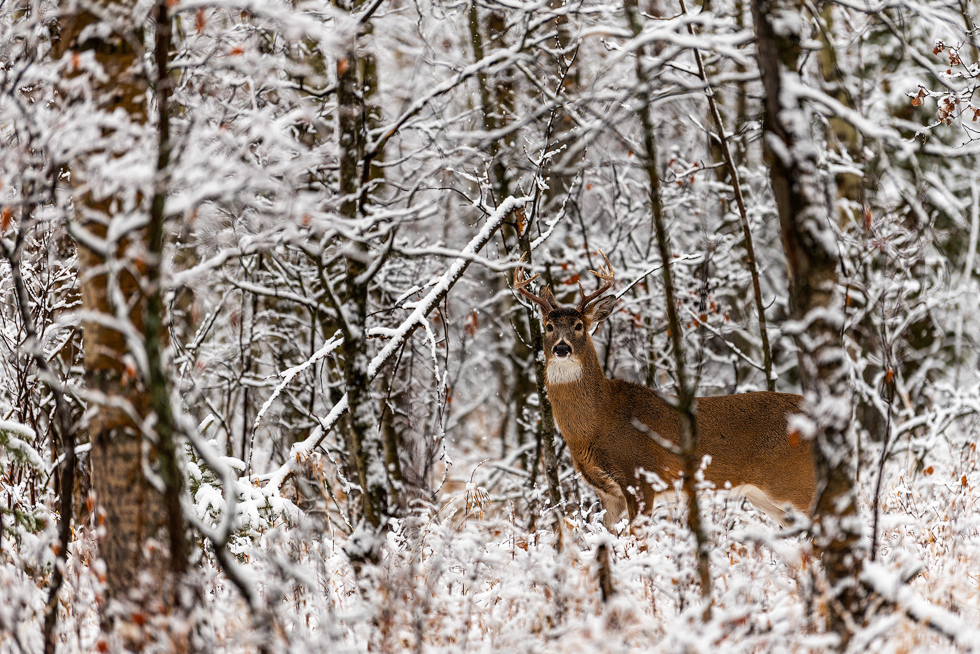 White-tailed Deer near the Marshall Springs ponds in Fish Creek Provincial Park