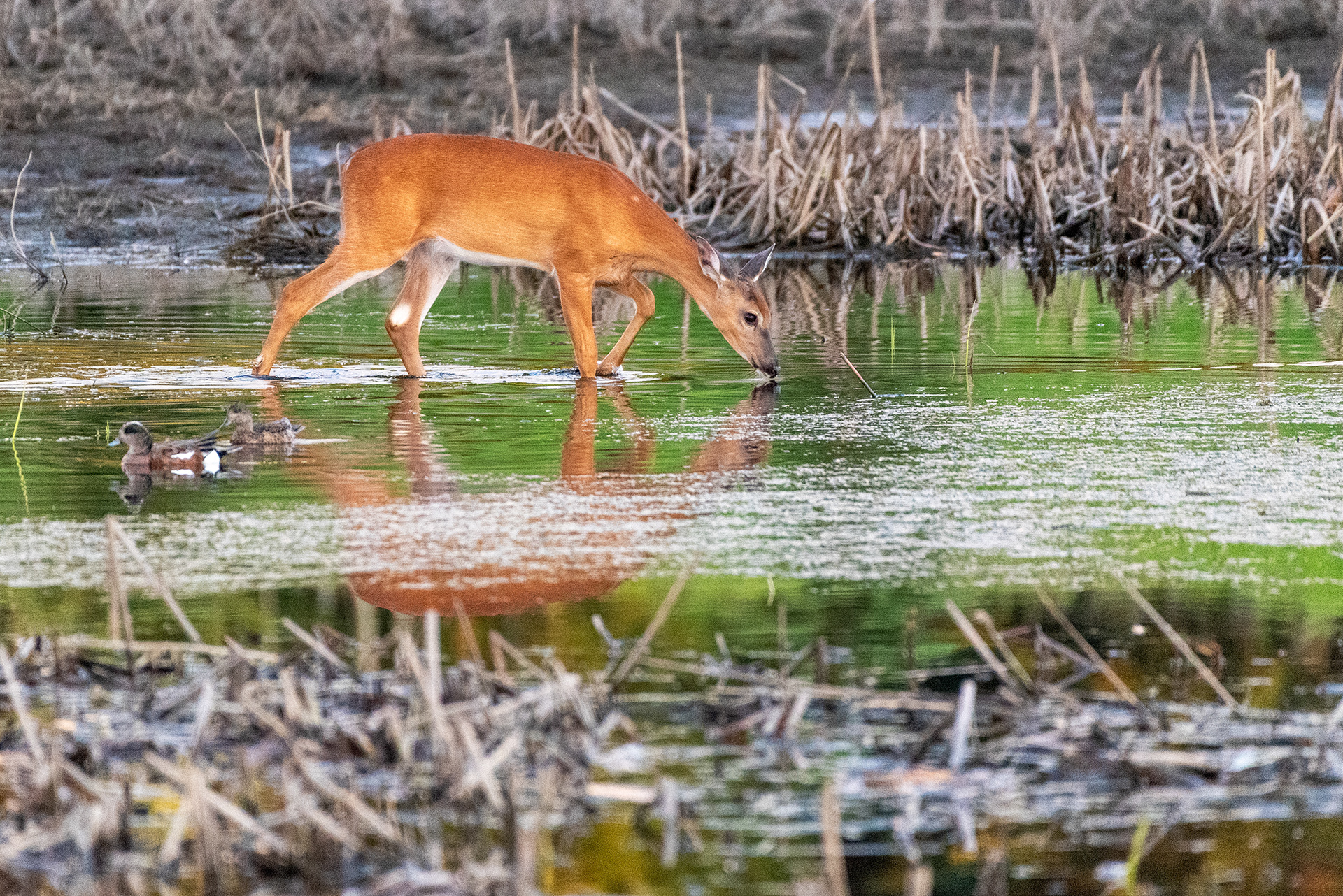 Deer, ducks