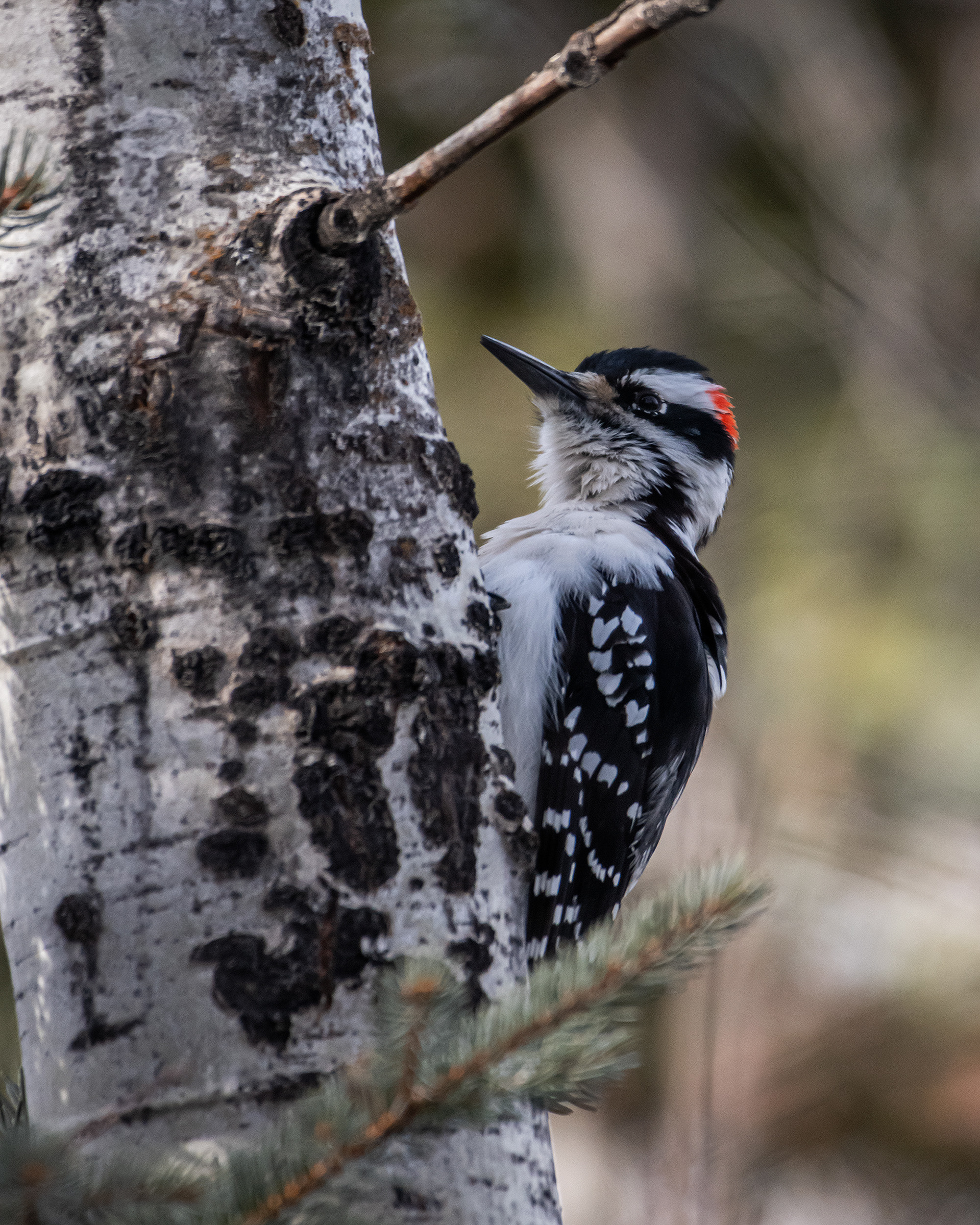 Hairy Woodpecker (male), near Marshall Springs, Fish Creek Provincial Park, Calgary, AB