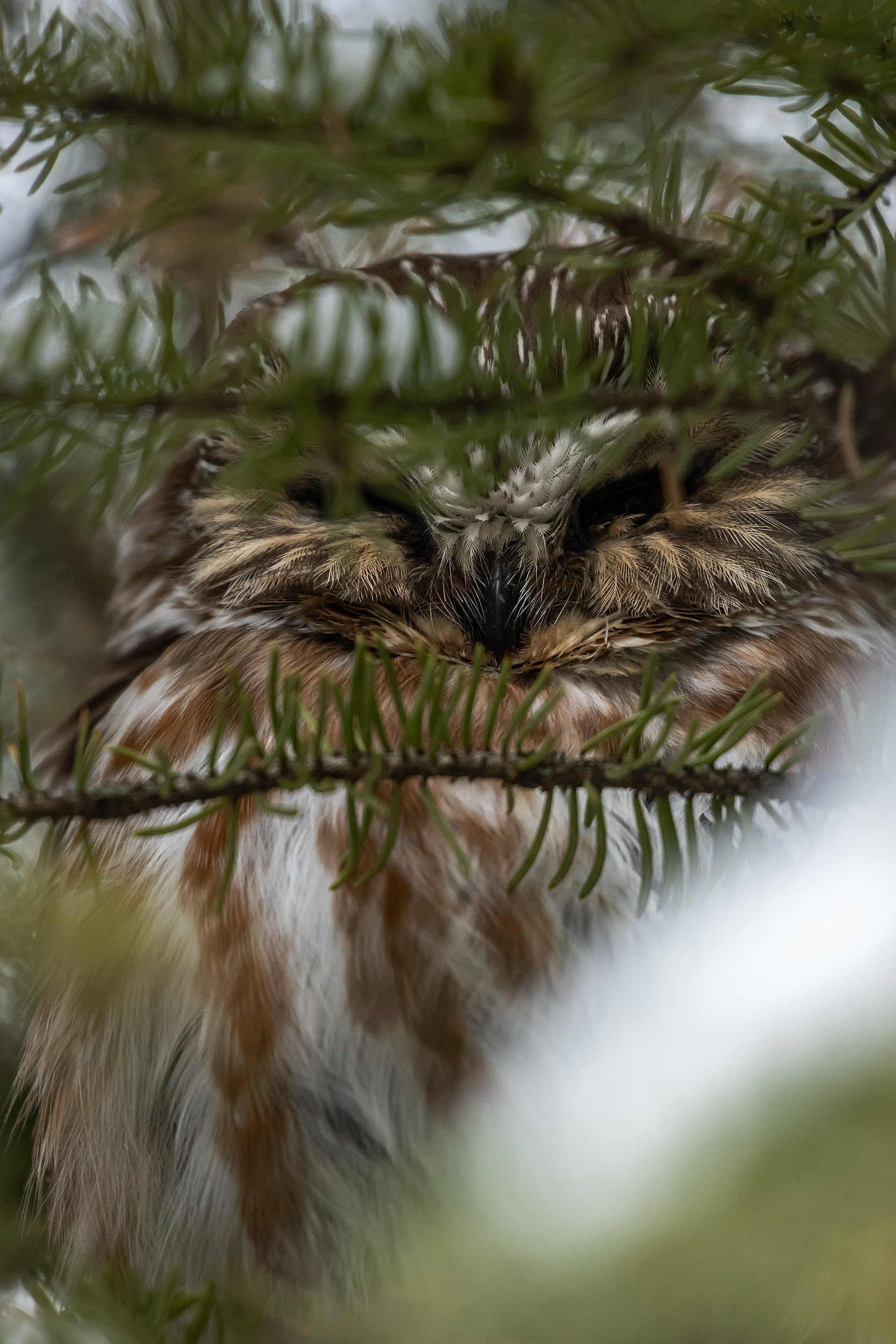 Northern Saw-whet Owl, near the Marshall Springs area of Fish Creek Provincial Park, Calgary, AB