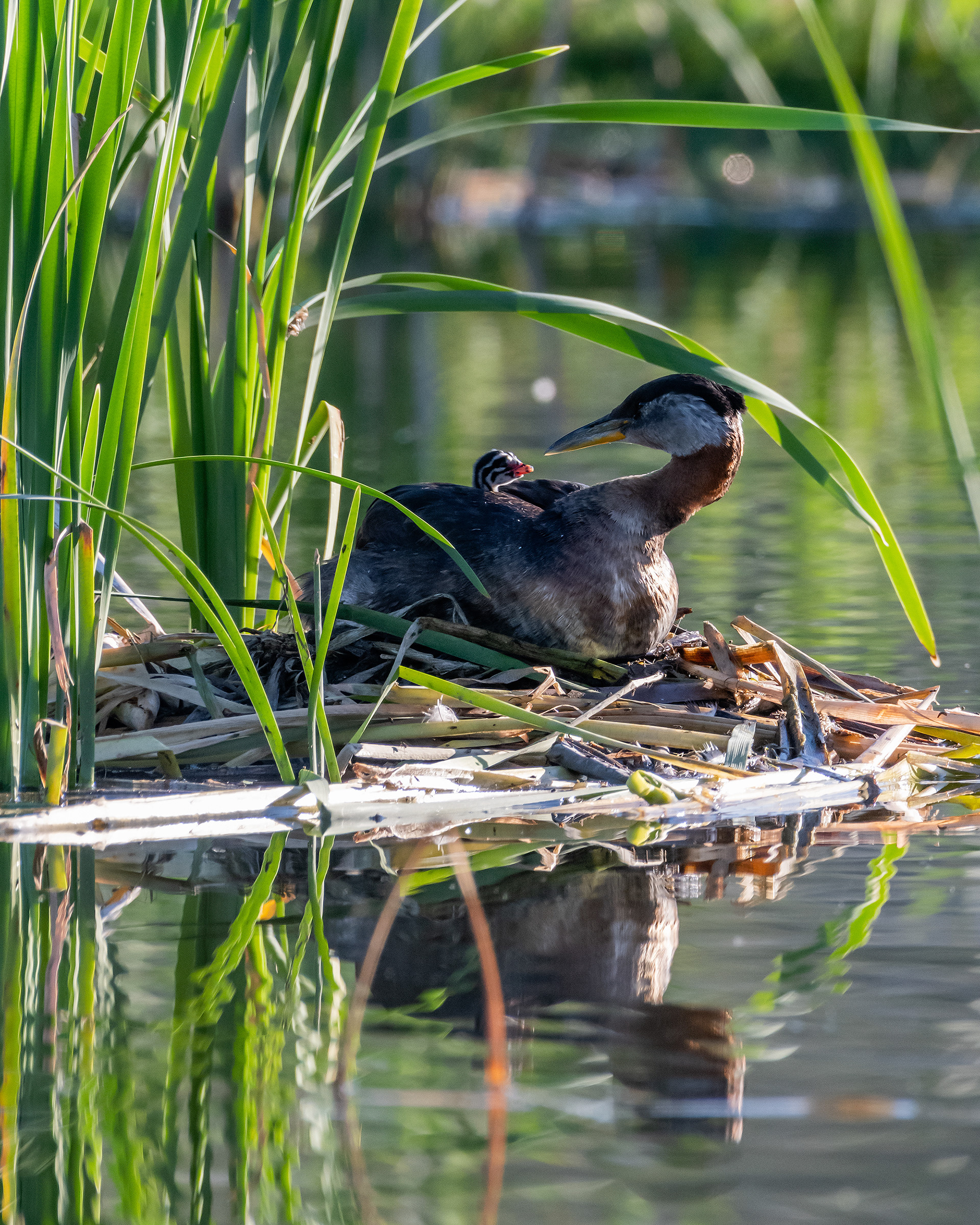 Red-necked Grebe (female) and her one day old chick at their nest, Marshall Springs - Fish Creek Prov. Park, Calgary, AB