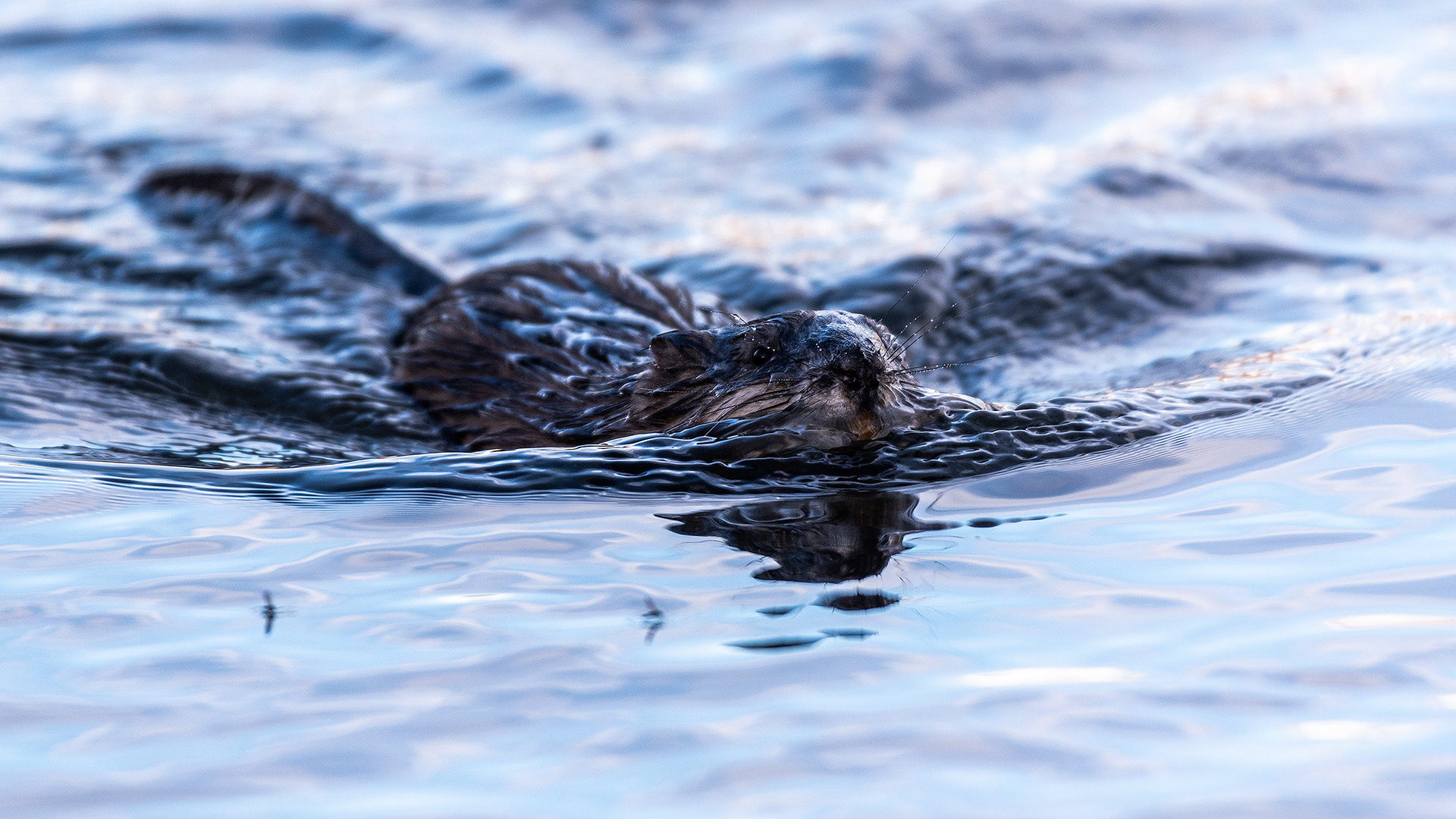Muskrat in the Bow River near Carburn Park, Calgary, AB